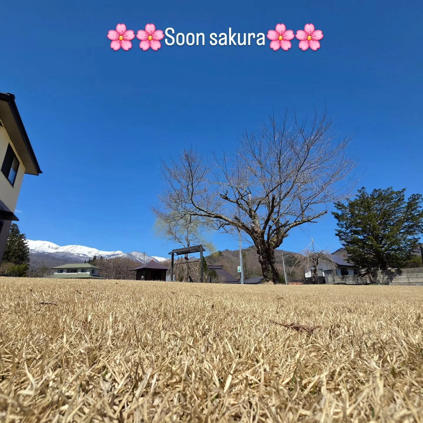 まもなく庭にキッチンカーがオープンします。今年の桜の🌸が美しいディスプレイになることを願っています。私は、お客様が座ってピザ🍕をゆっくり食べ、山の美しい景色を眺めながらリラックスできるように、とても素敵なテーブルとベンチをいくつか購入しました。そして、芝生が緑豊かな芝生を目覚めさせます! 

もうすぐ始まる開店時間をぜひインスタグラムでお楽しみください。!
