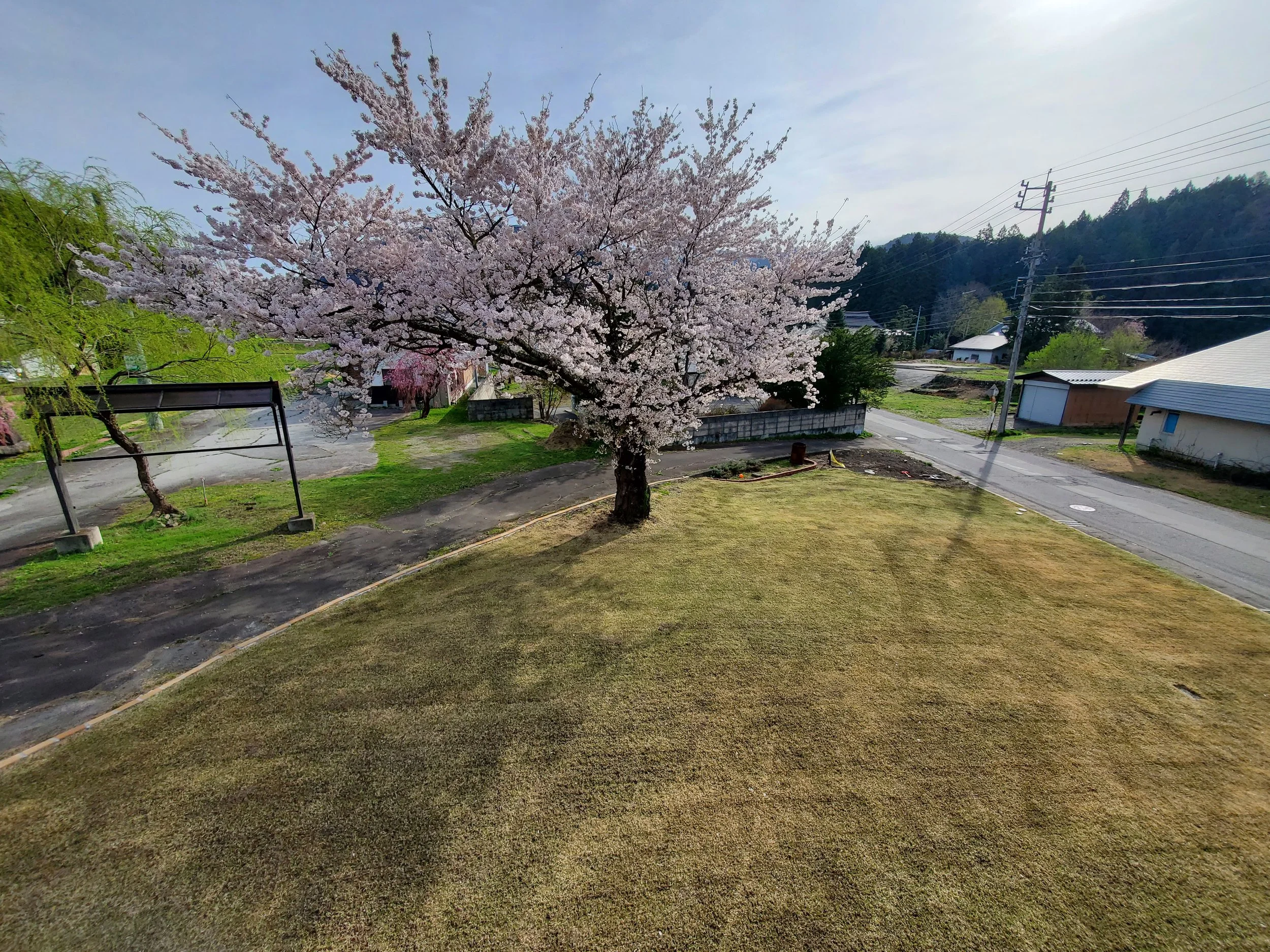 Springtime rural scene with a large cherry blossom tree in full bloom, surrounded by green grass, several houses, and power lines under a pale blue sky.