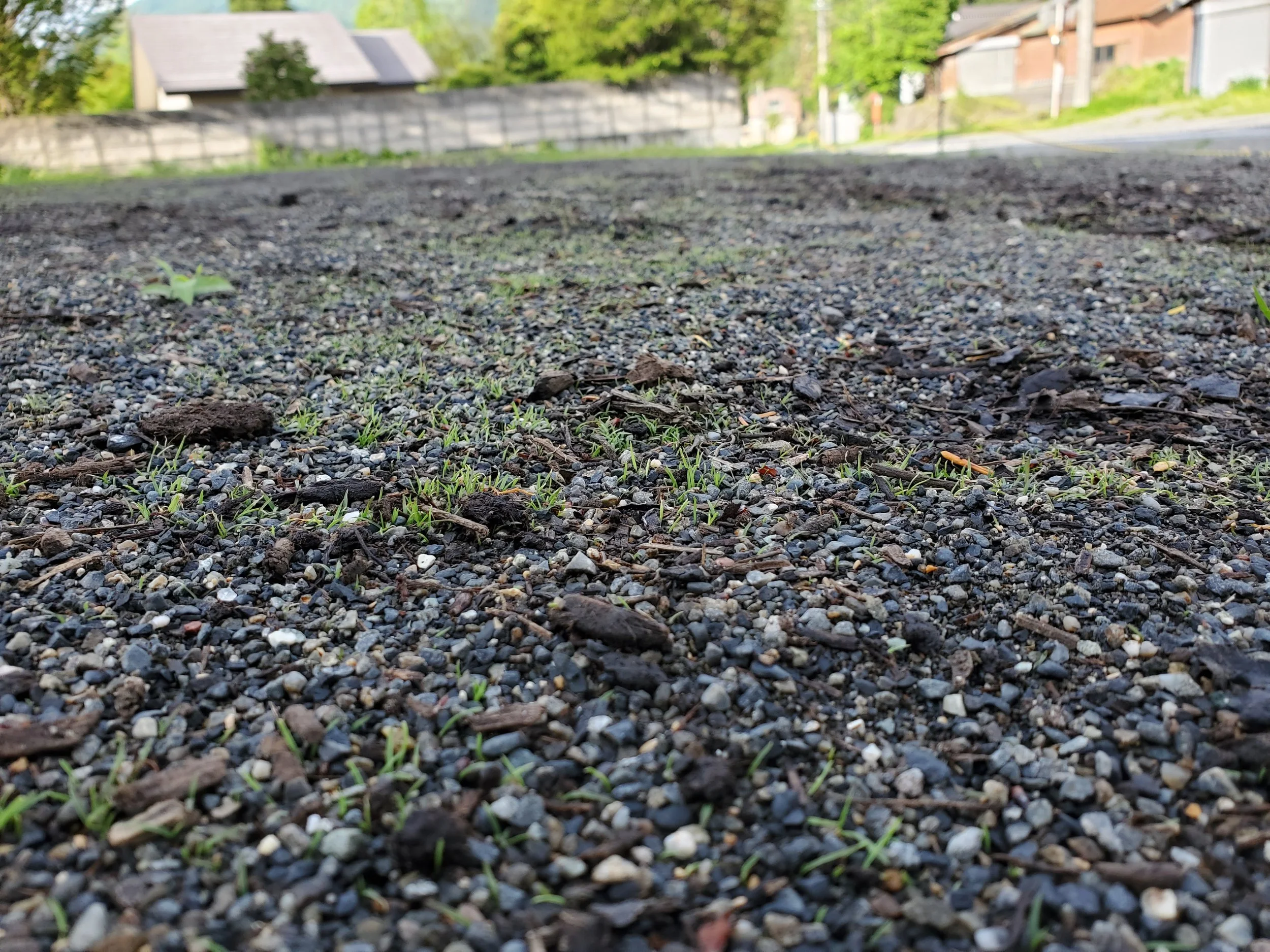 Close-up of a gravel surface with small green plants sprouting among the stones. Buildings and trees are visible in the blurred background.