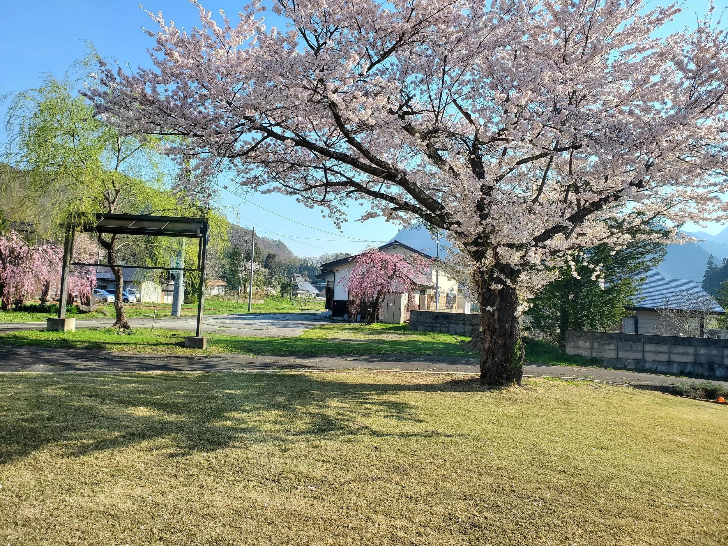 A large cherry blossom tree with pink and white flowers in full bloom on a sunny day in a rural setting, with a small house, a road, and mountains in the background.