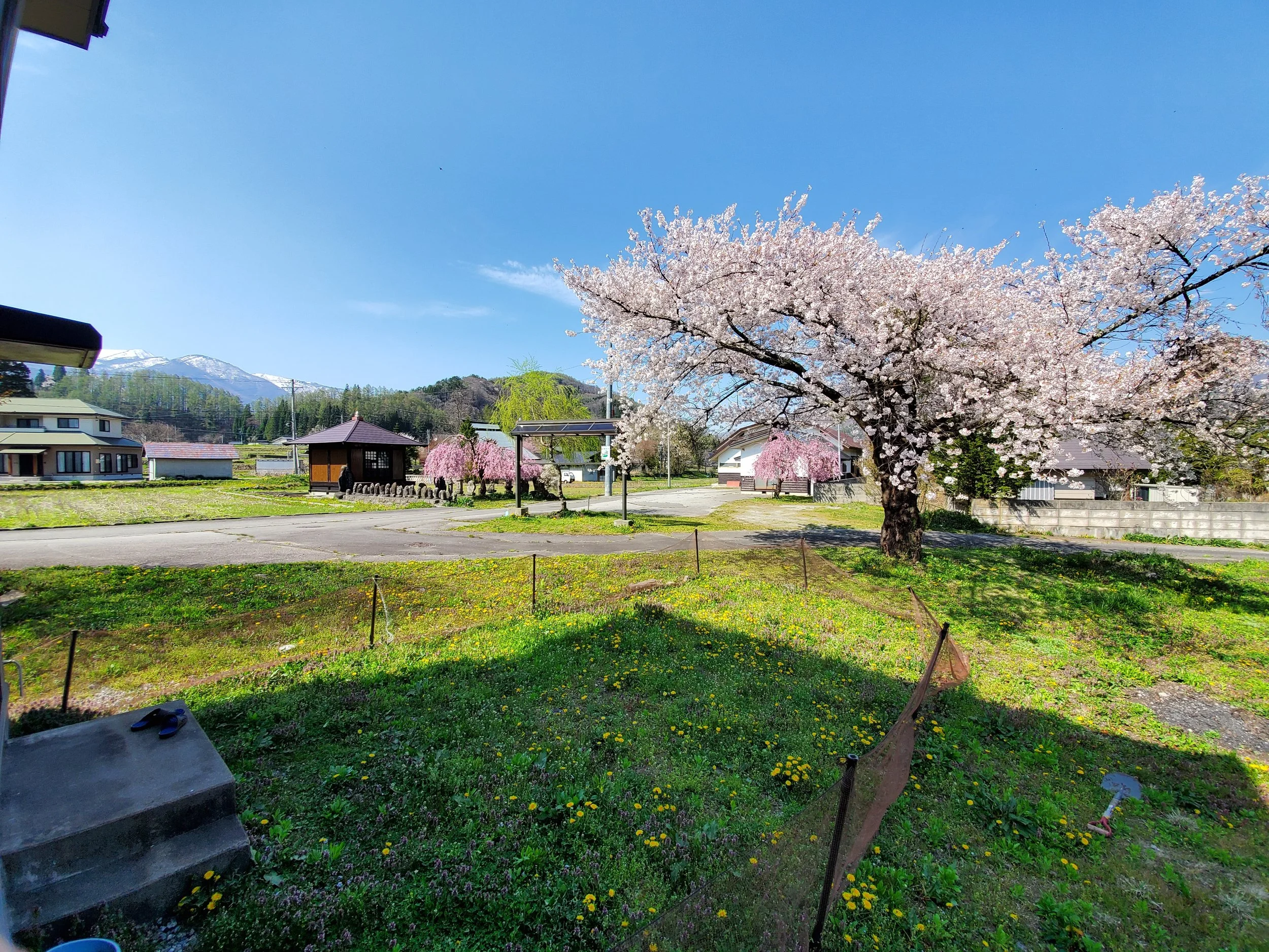 A rural scenery featuring blooming cherry blossom trees, small houses, a mountain range with snow-capped peaks, and a clear blue sky.