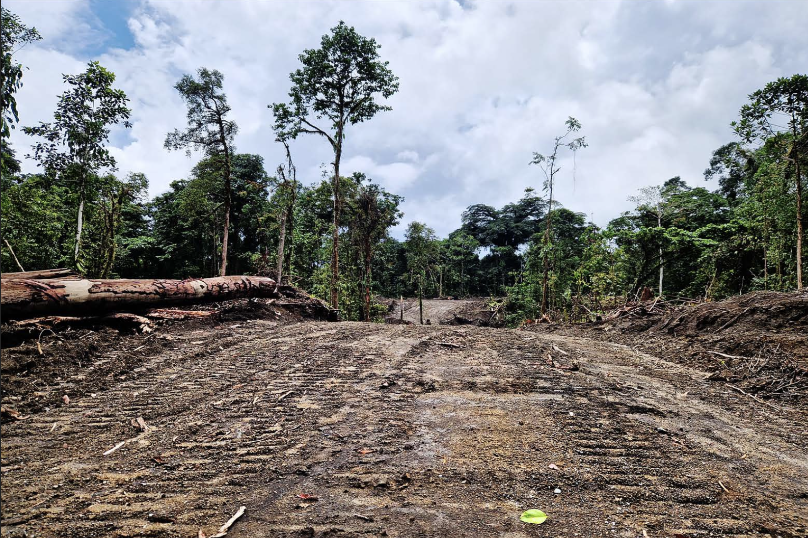 An illegal logging dirt road running through the Lamo Auru forest with tall trees on both sides, under a partly cloudy sky.