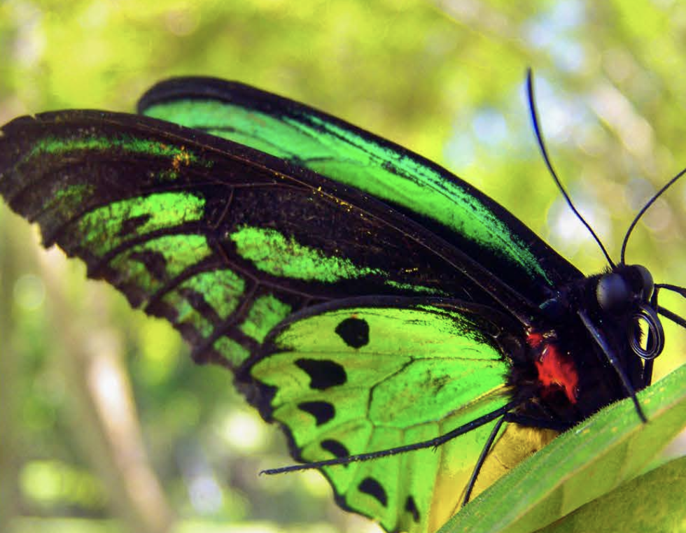 Close-up of a colorful butterfly with green, black, and red wings resting on a green leaf in the lush Lamo Auru forest.
