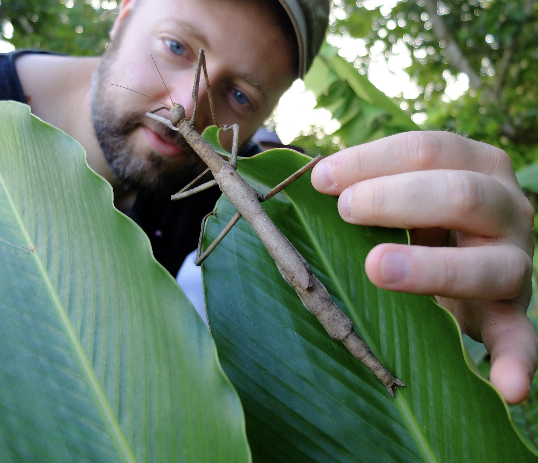 A man observing a camouflaged stick insect on a large green leaf in a lush outdoor setting.