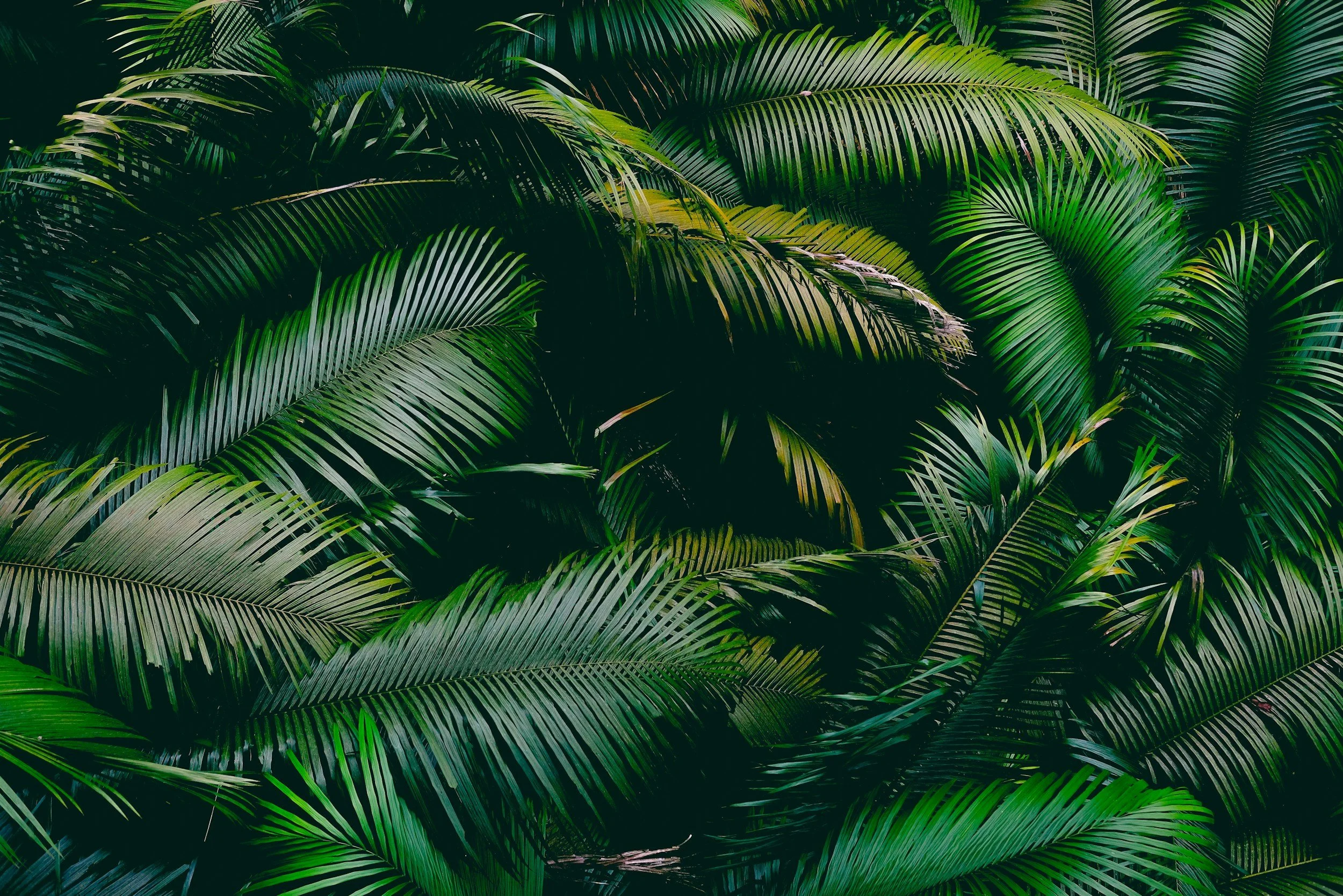 Dense green palm leaves overlapping each other in a lush jungle setting.