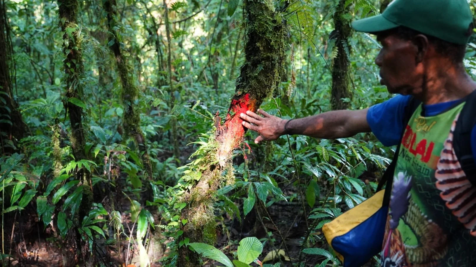 A man in a green cap and colorful shirt touches a glowing red, moss-covered tree trunk in the dense green Lamo Auru rainforest.