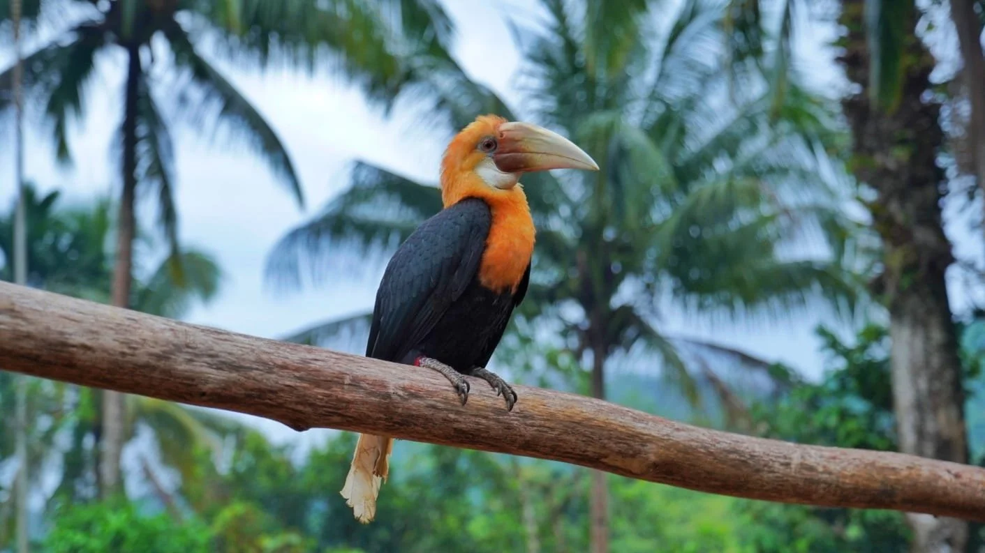 A toucan with an orange neck and black body perched on a wooden branch in a lush, tropical forest in the Lamo Auru Caldera