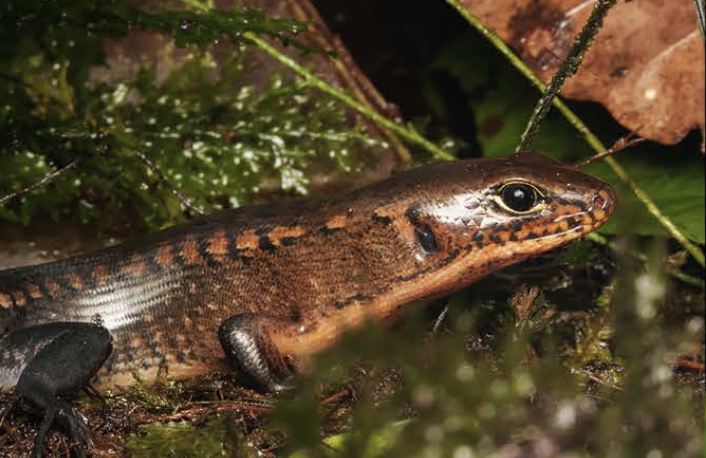 Close-up of a brown and black salamander in the damp, leafy Lamo Auru forest.