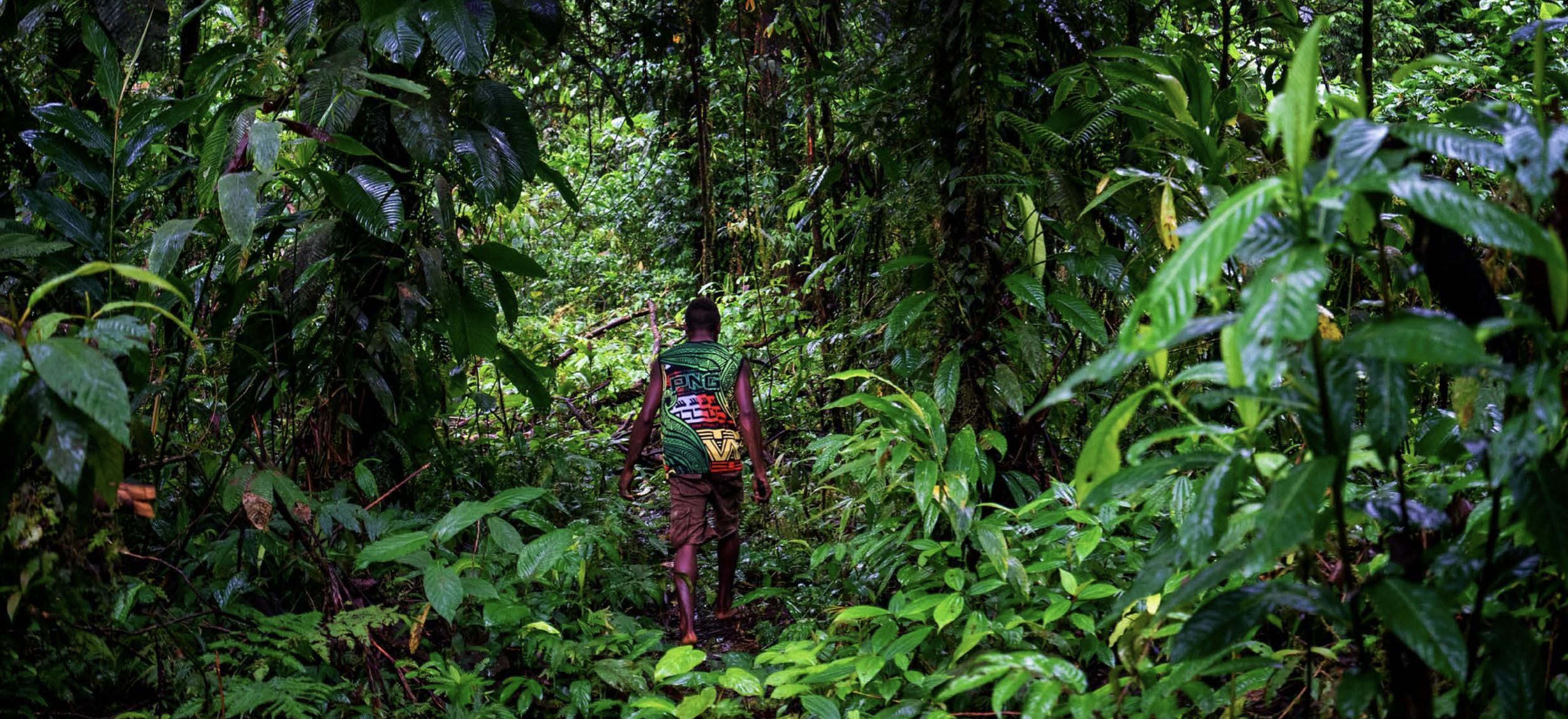 A person walking through dense, lush green Lamo Auru jungle.
