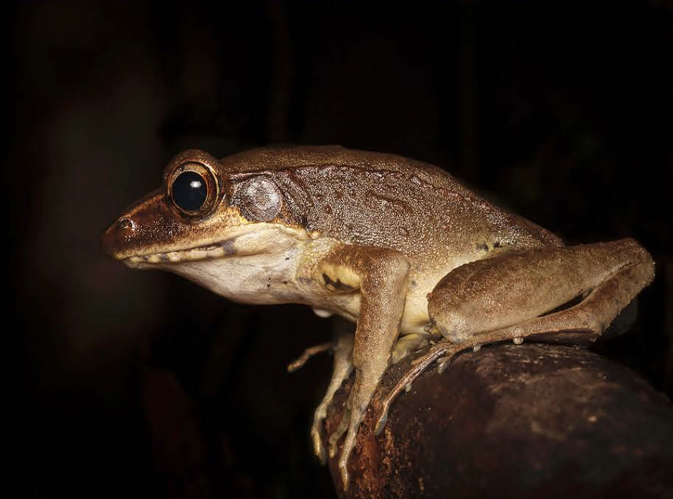 A brown frog with large black eyes perched on a dark branch at night in the Lamo Auru Forest.