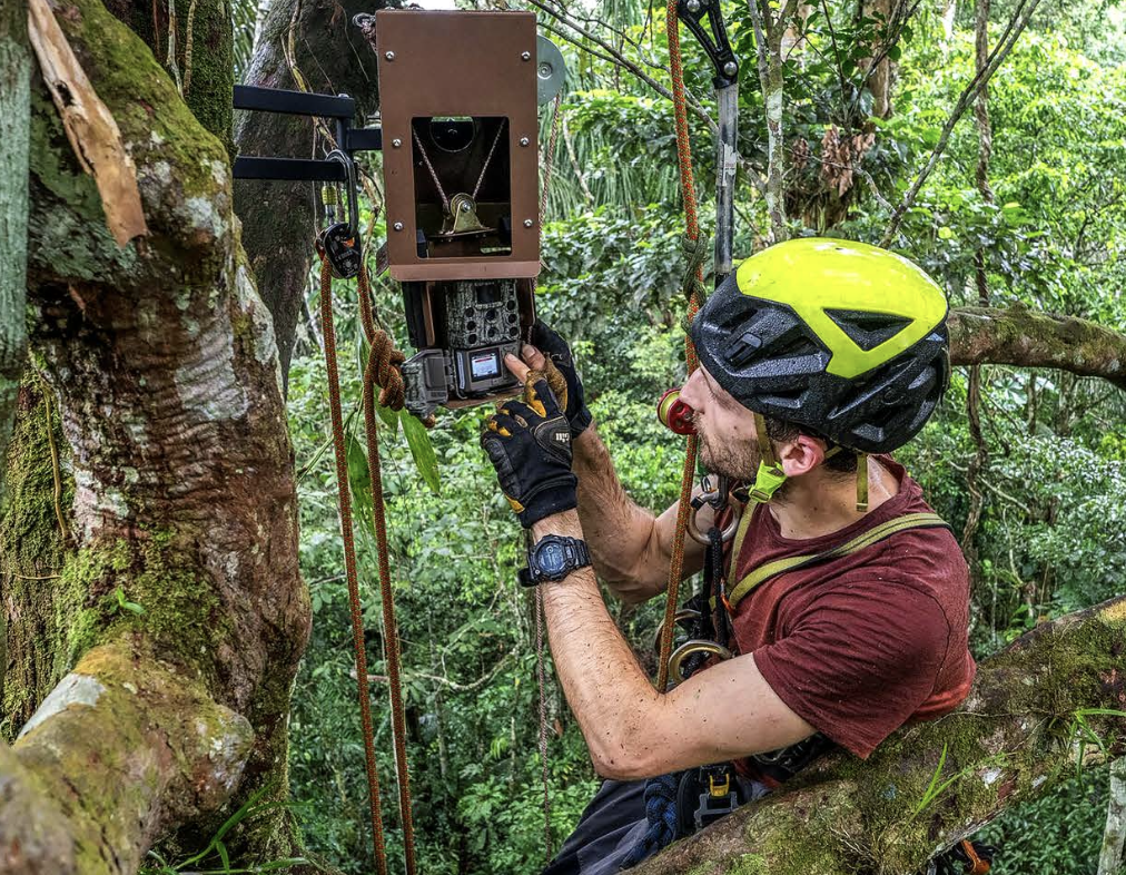 A person wearing a yellow bike helmet and a red shirt uses a camera trap in a lush jungle to capture wildlife.