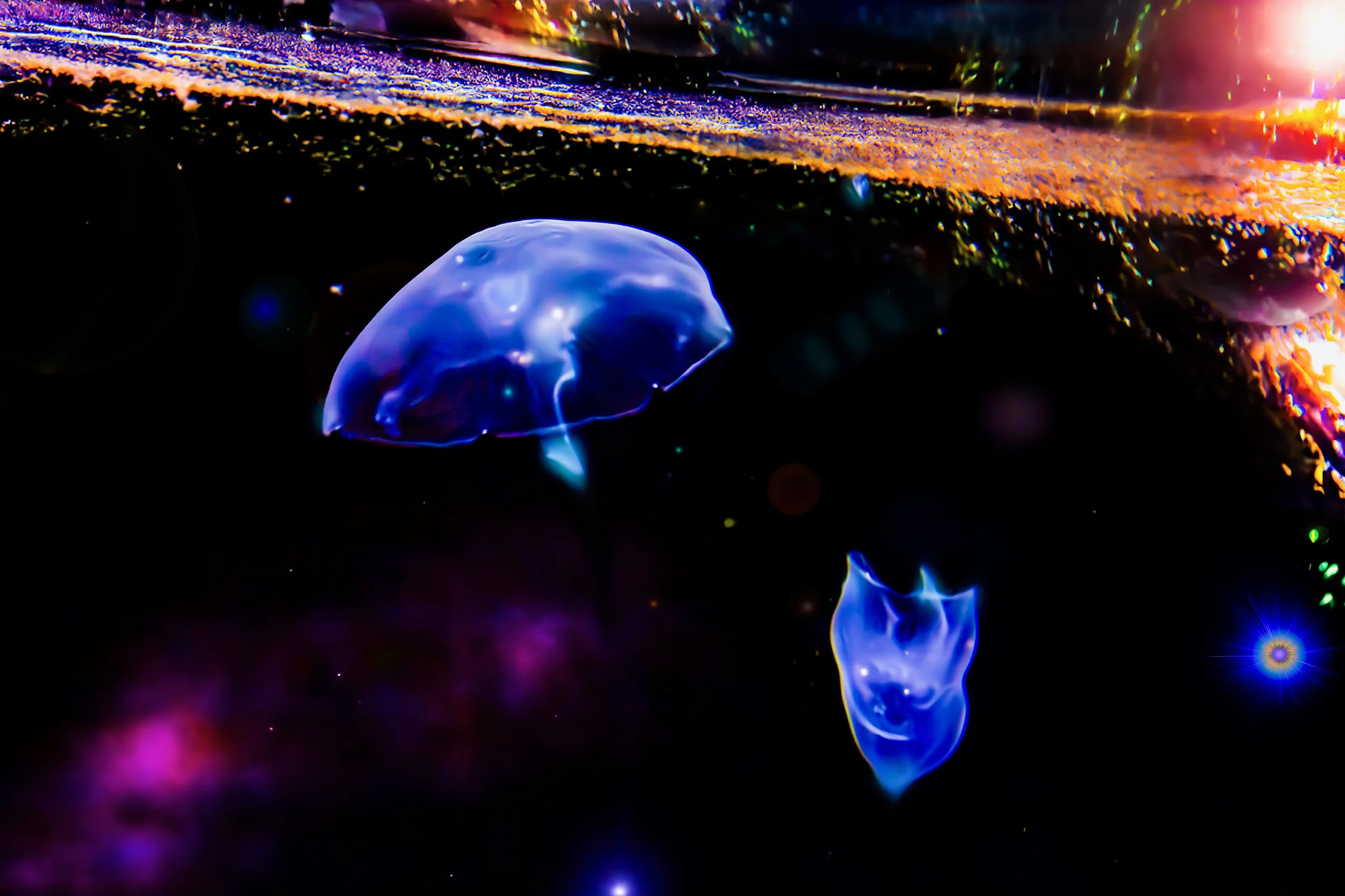 Calmar lumineux bleu nageant dans l'eau avec un fond coloré d'algues fluorescentes et d'effets de lumière phosphorescents.