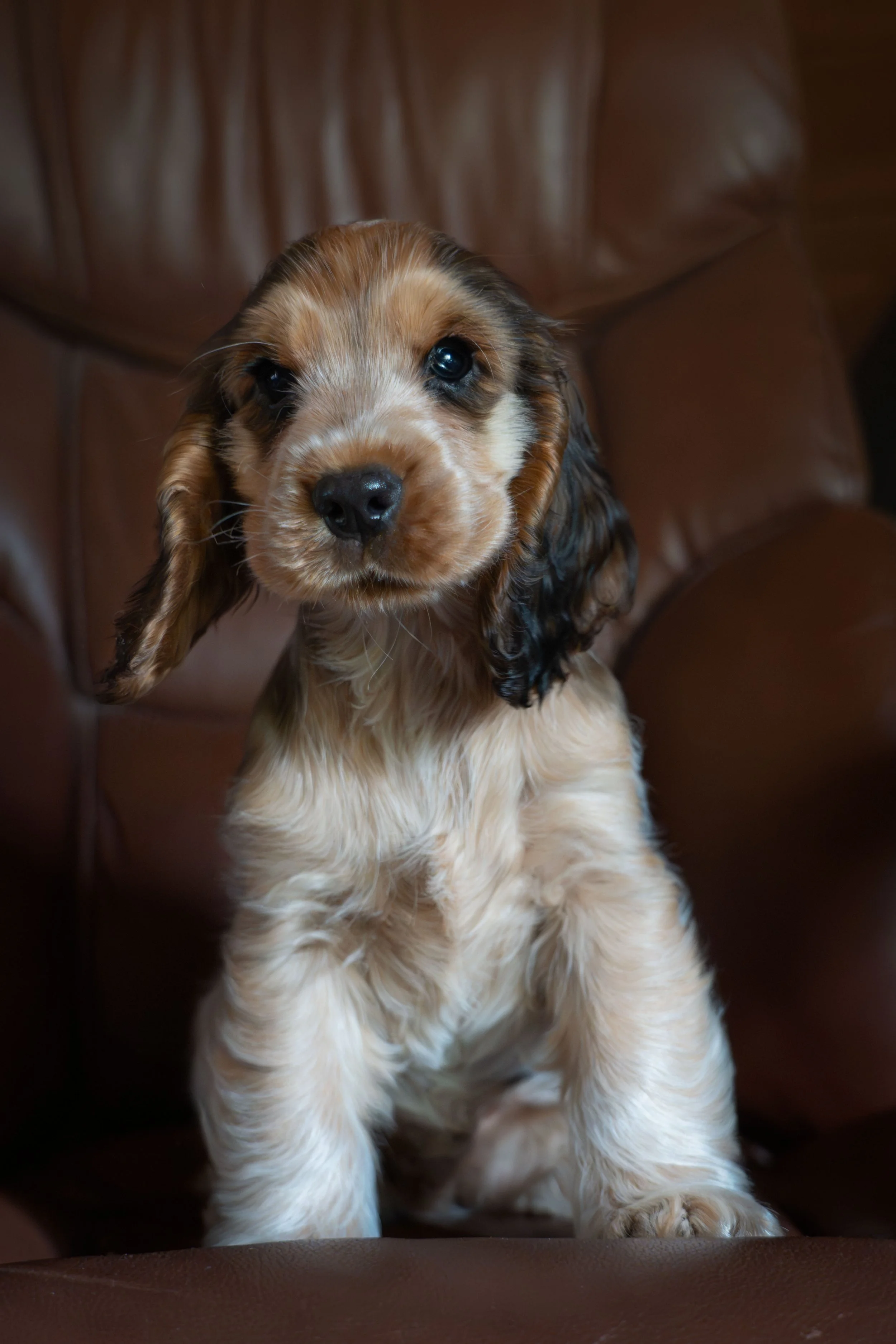 A cute puppy with long floppy ears and brown, black, and white fur sitting on a brown leather chair.