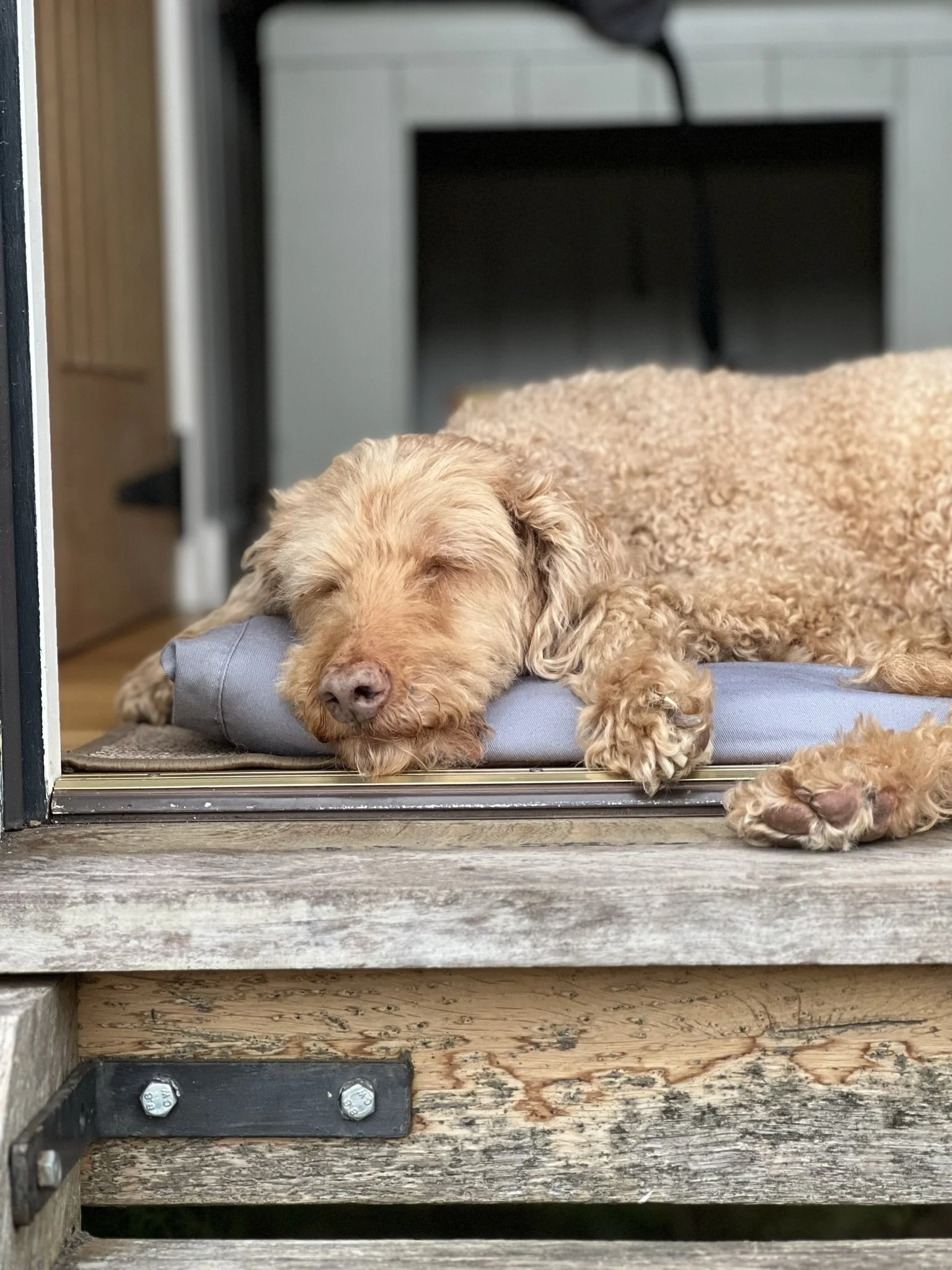 A dog with curly, light brown fur is lying on a cushioned mat at the doorway of a house, sleeping peacefully with its eyes closed.