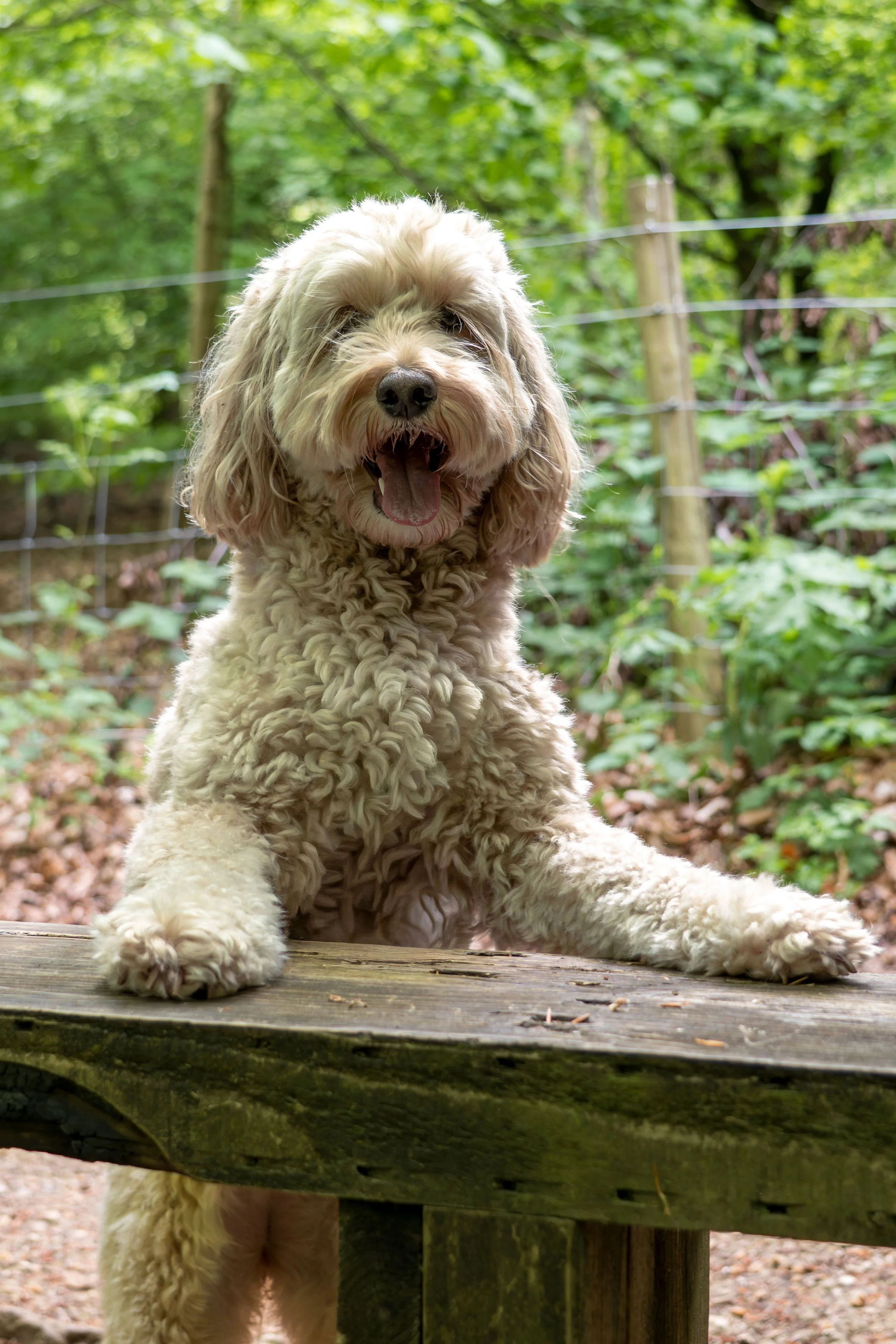 A fluffy, light-colored dog with floppy ears, lying on a wooden platform outdoors with a lush green forest background, and a wire fence visible behind the dog.