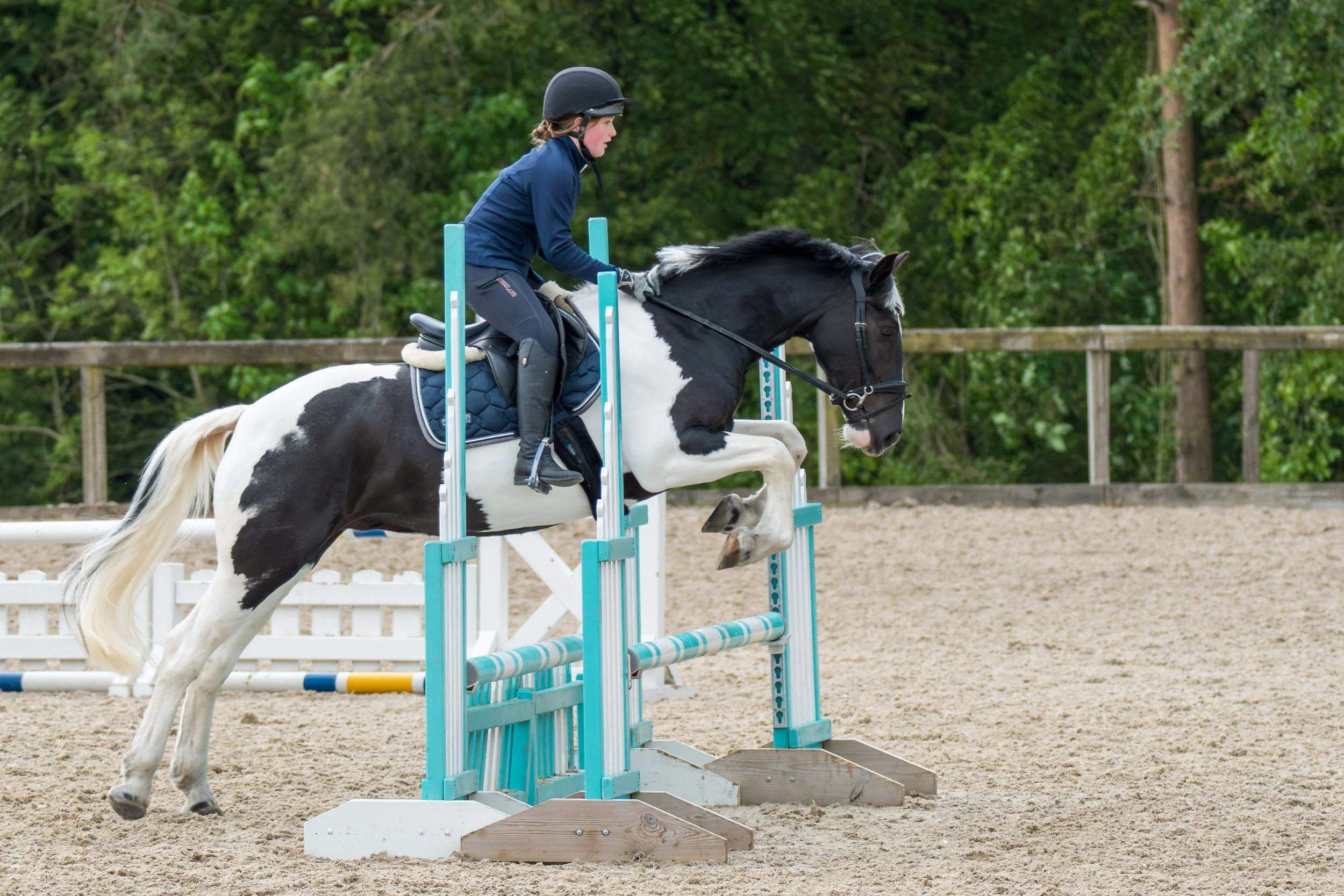 A person riding a black and white horse as they jump over a blue obstacle in an outdoor riding arena surrounded by green trees.