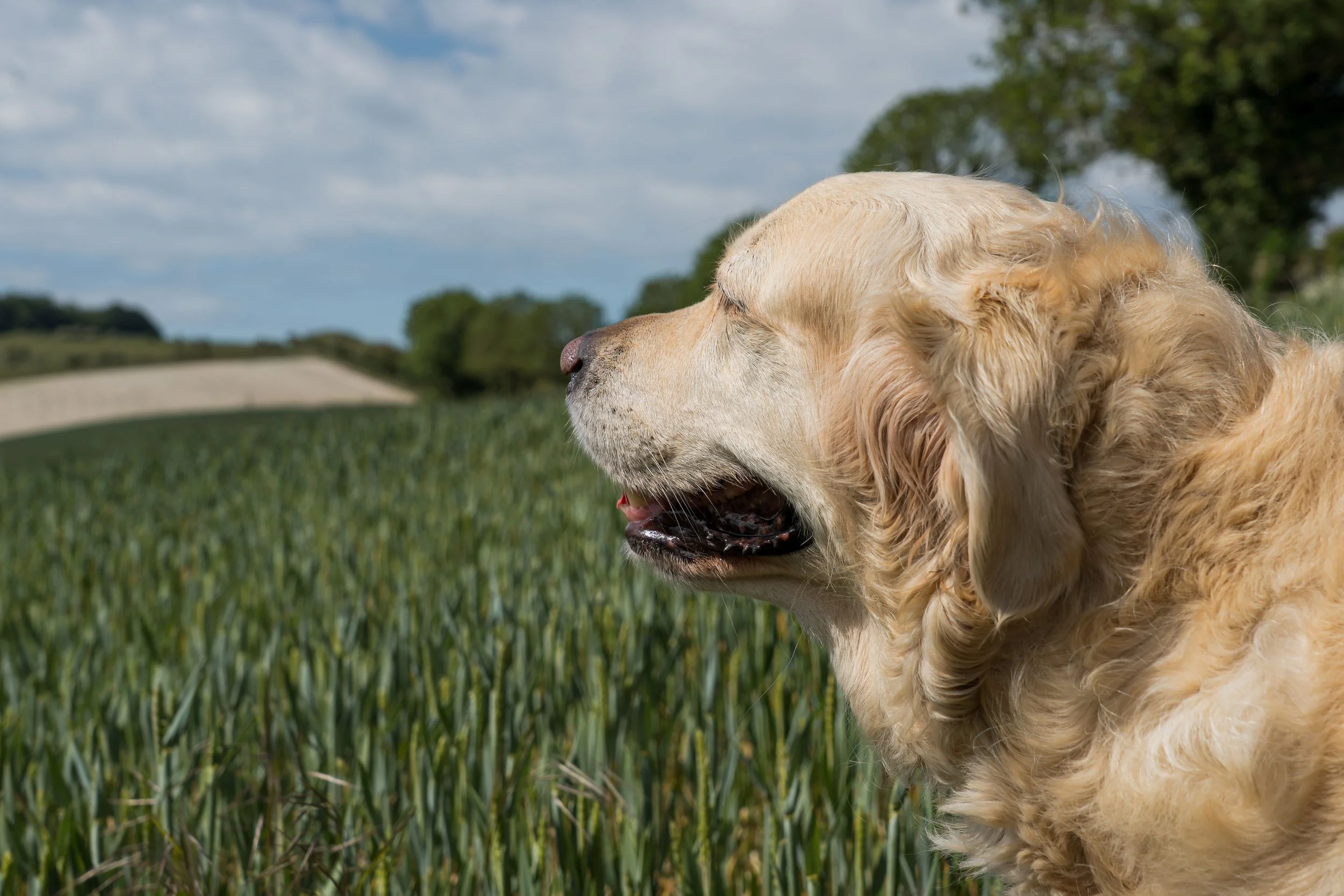 Golden retriever dog outdoors on a grassy field with trees and cloudy sky in background.