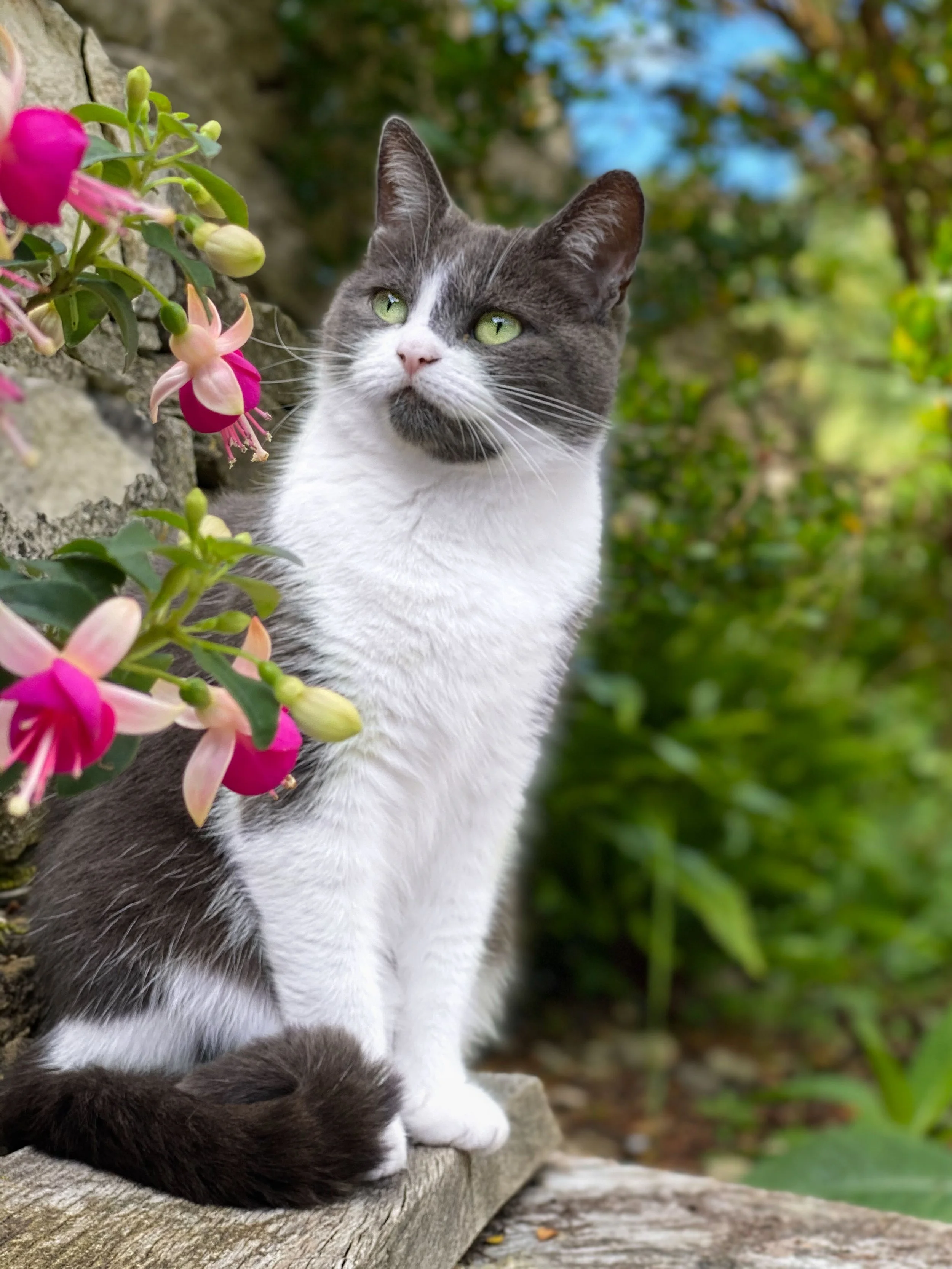 A gray and white cat sitting on a wooden surface outdoors next to a plant with pink flowers, with a blurred green garden background.
