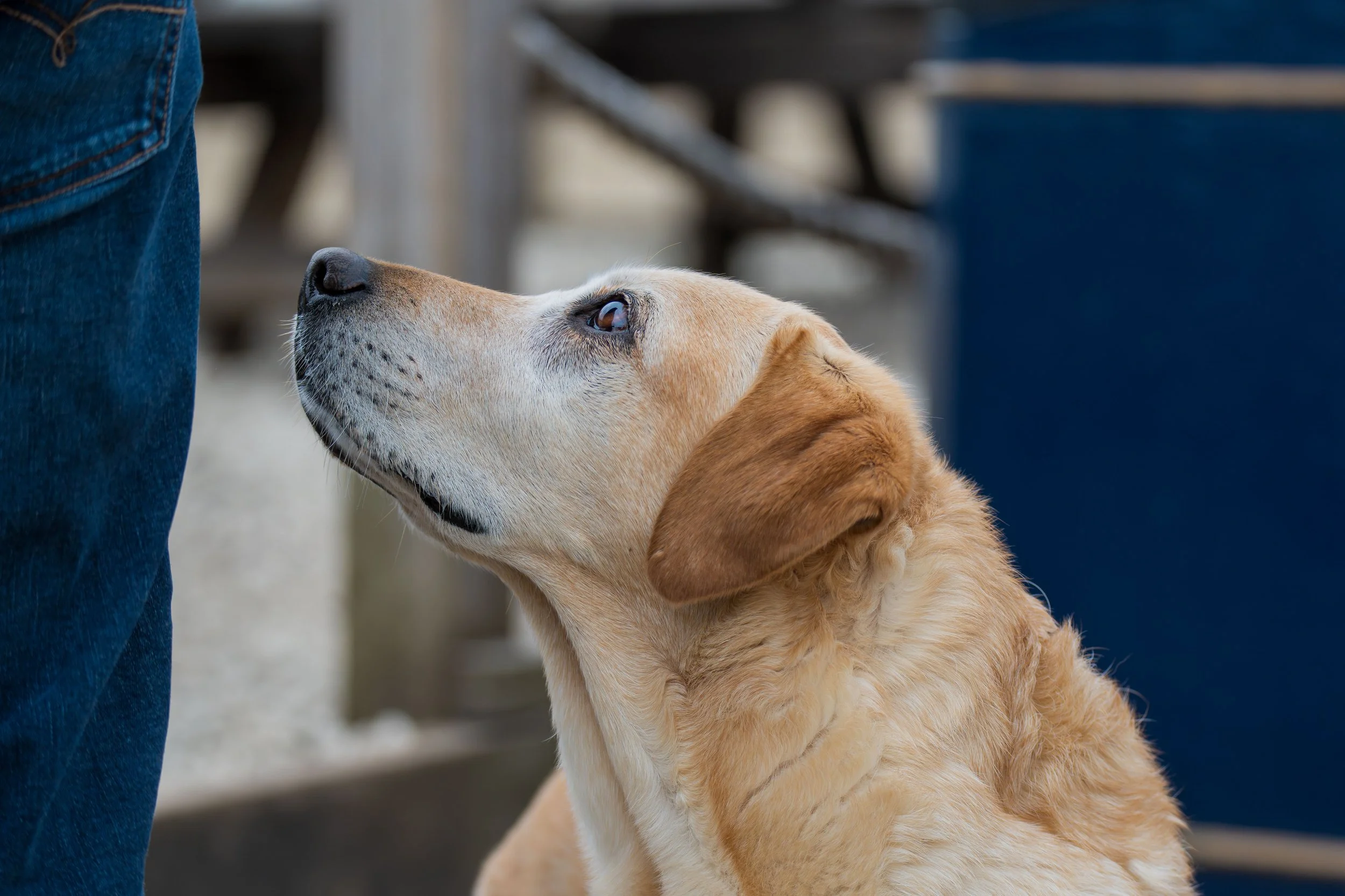 A golden retriever puppy looking up at a person wearing blue jeans, indoors with blurred background.