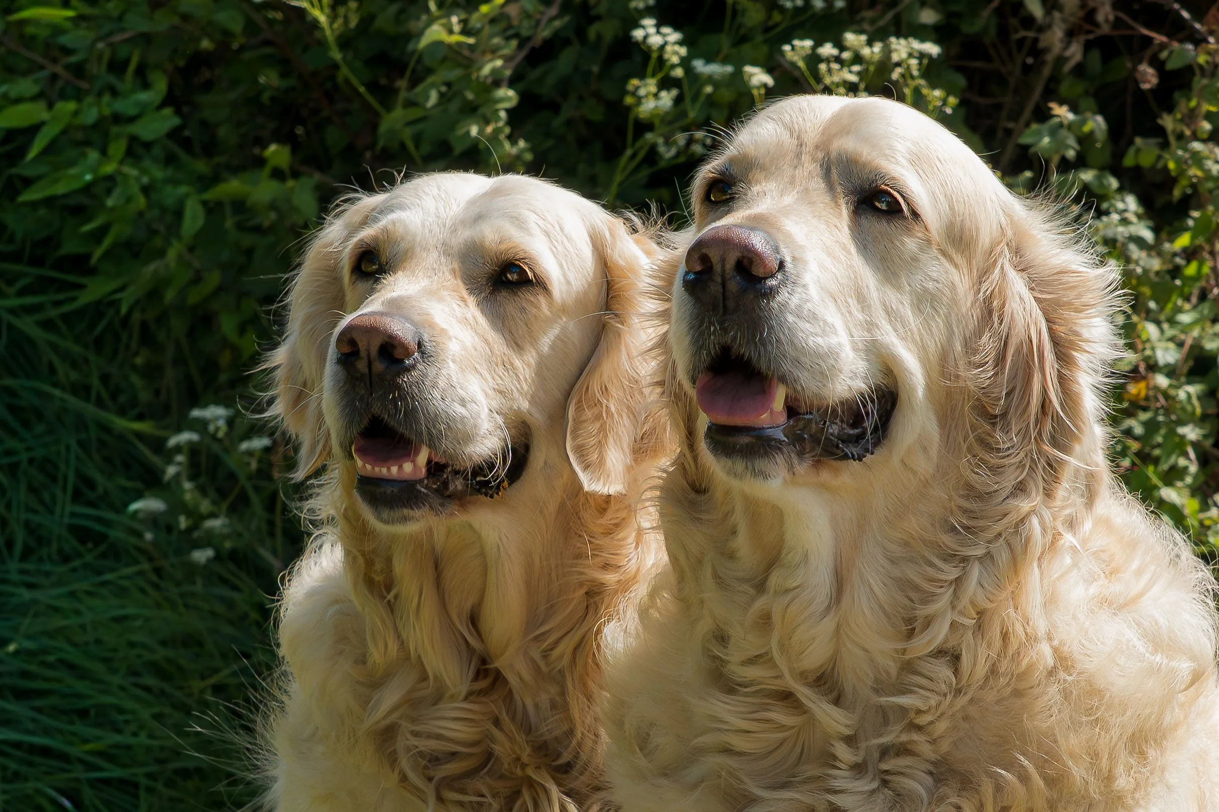 Two golden retriever dogs standing outdoors on green grass.