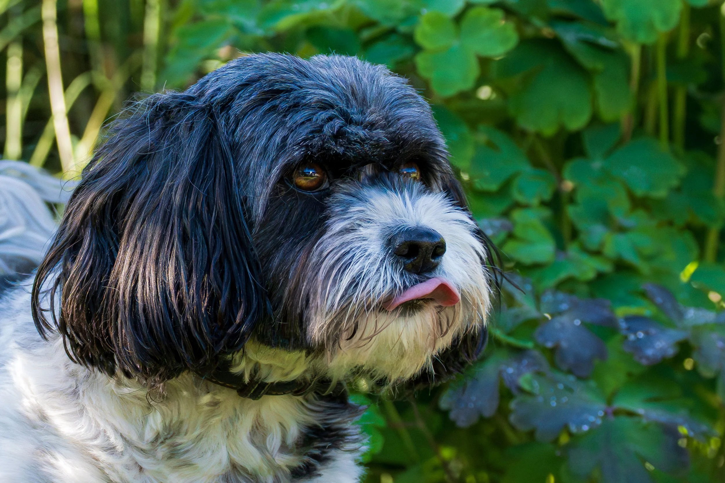 Close-up of a black and white dog with long fur and brown eyes, outdoors with green foliage in the background.