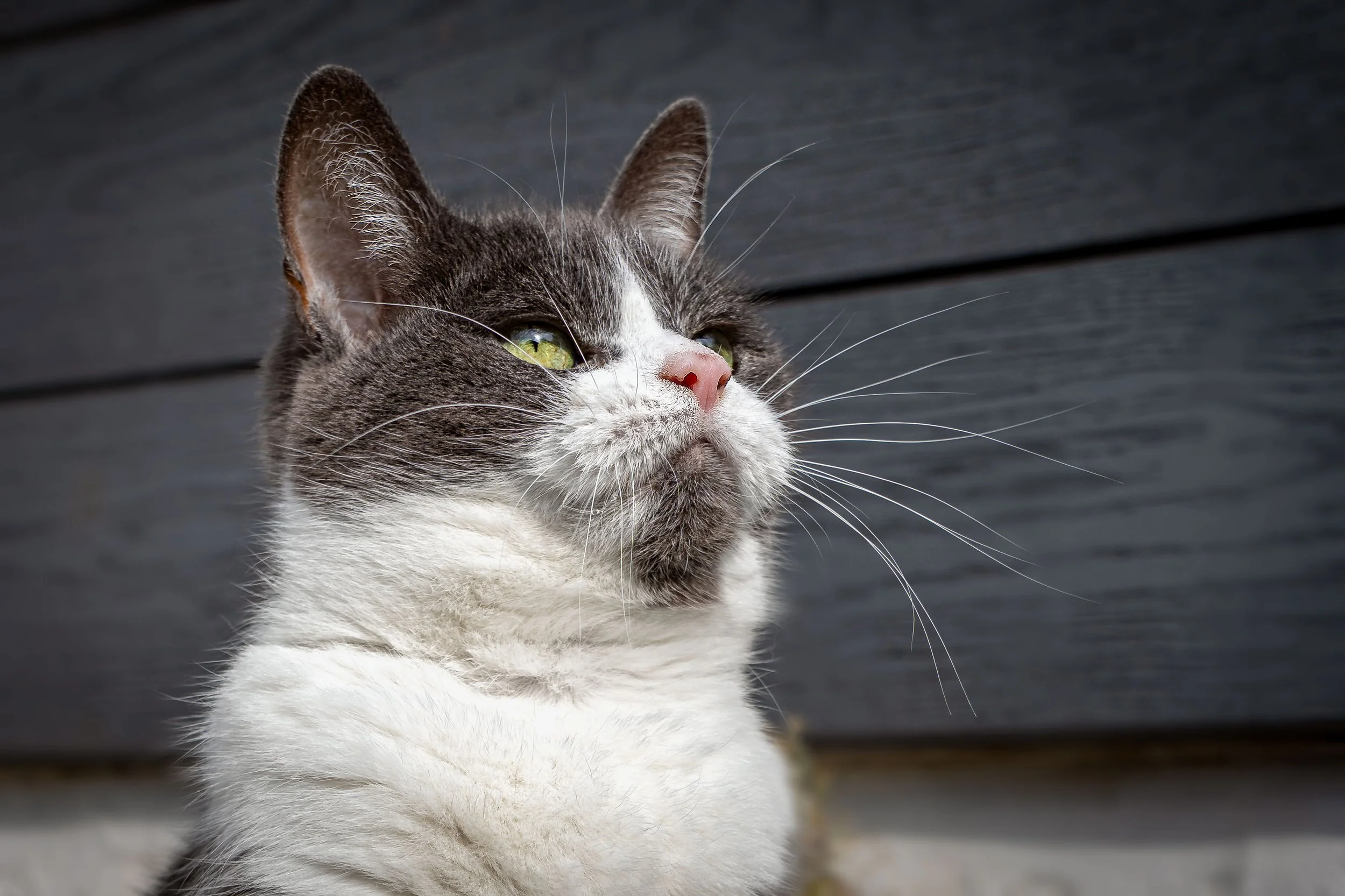 Close-up of a gray and white cat with green eyes, pink nose, and long whiskers, looking to the side against a dark background.