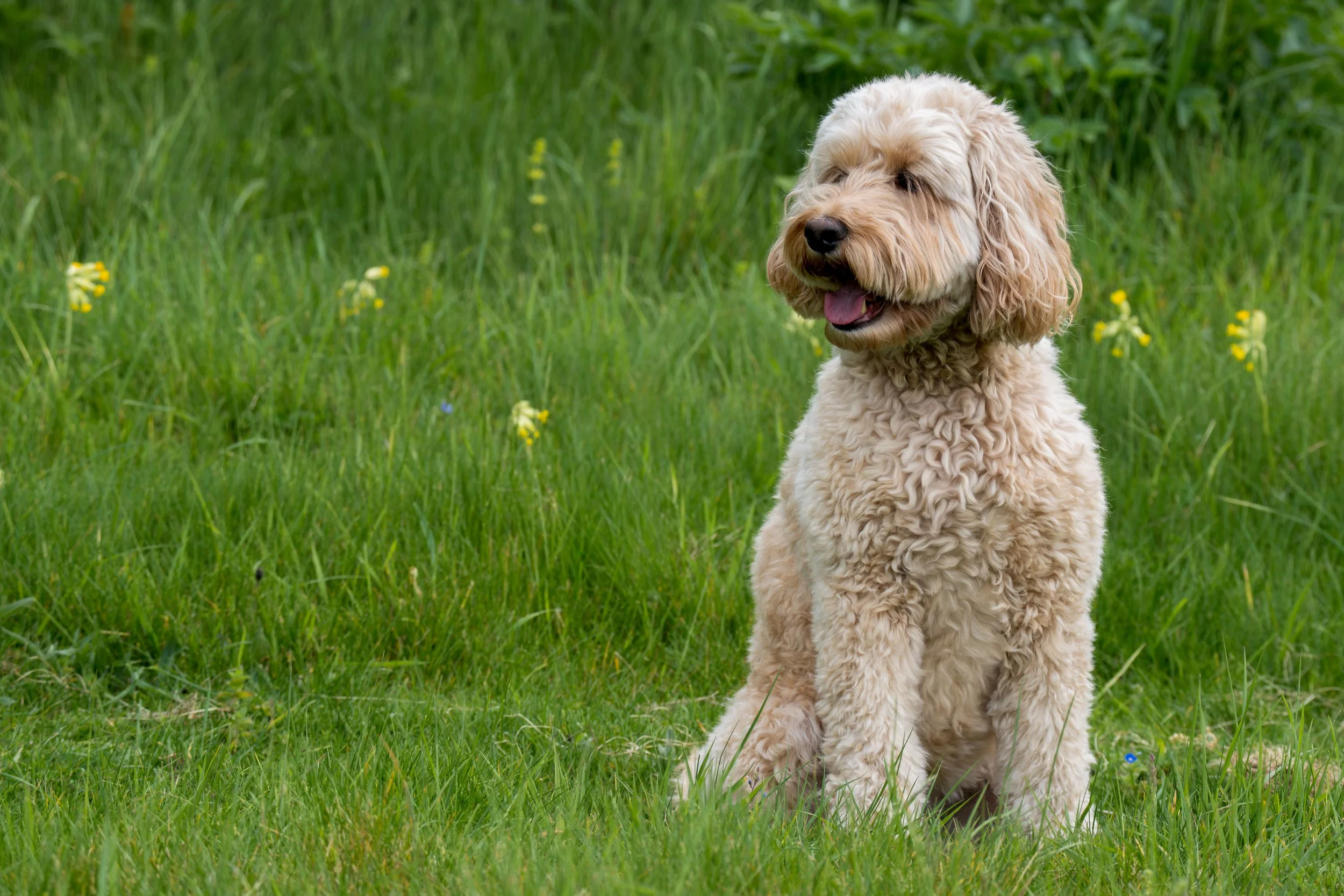 A fluffy golden retriever puppy sitting in a grassy field with yellow and blue flowers, smiling with its mouth open.