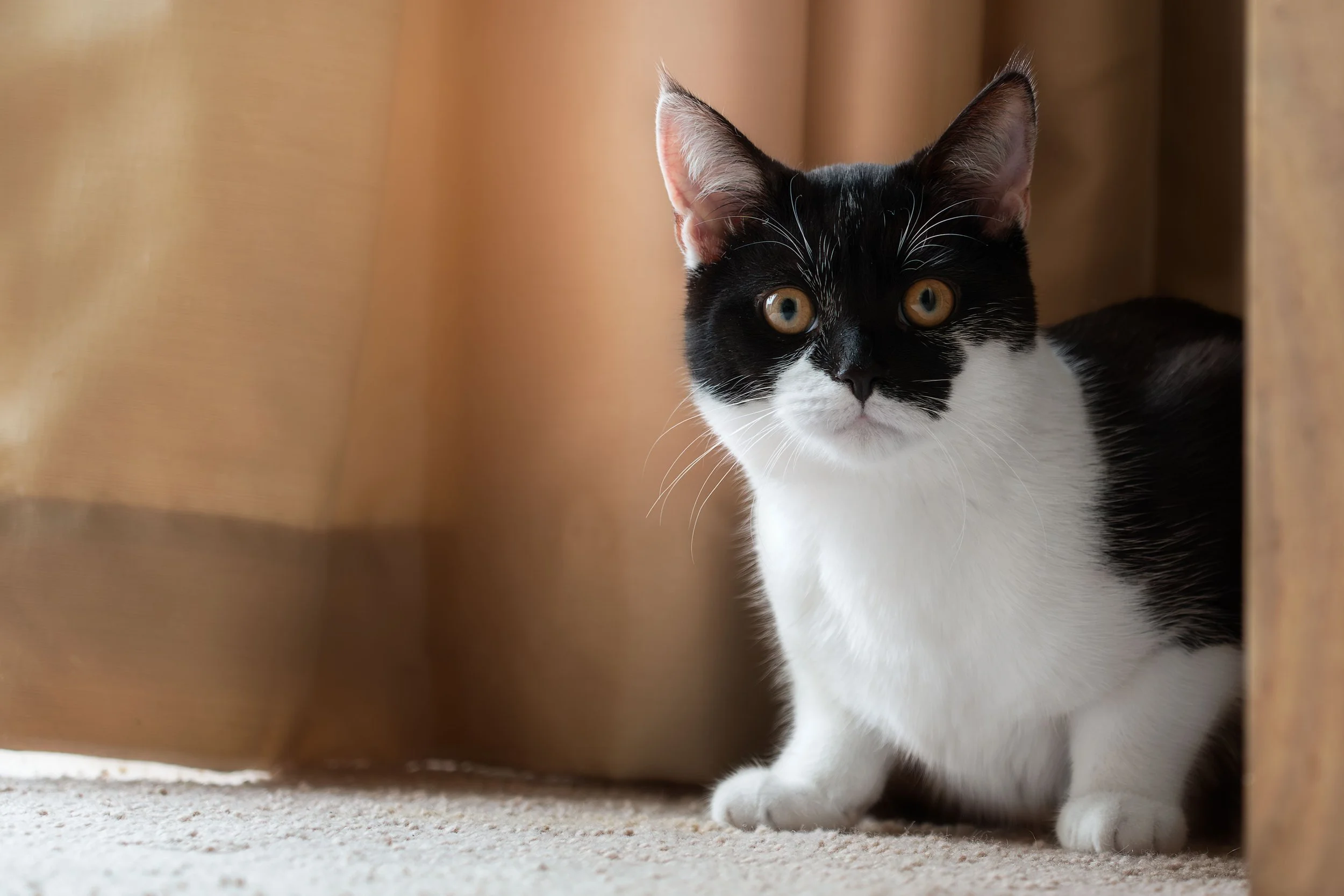 A black and white cat with golden eyes peeking out from under a piece of furniture.