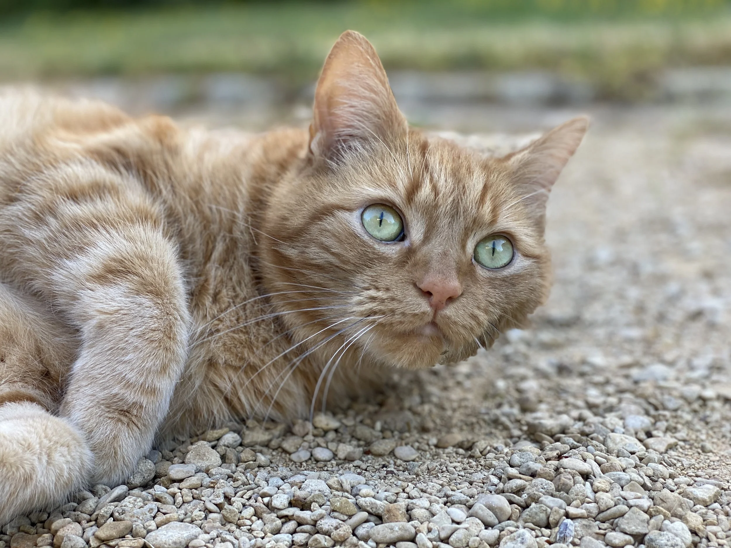 Close-up of an orange tabby cat lying on a gravel surface, with green eyes looking at the camera.