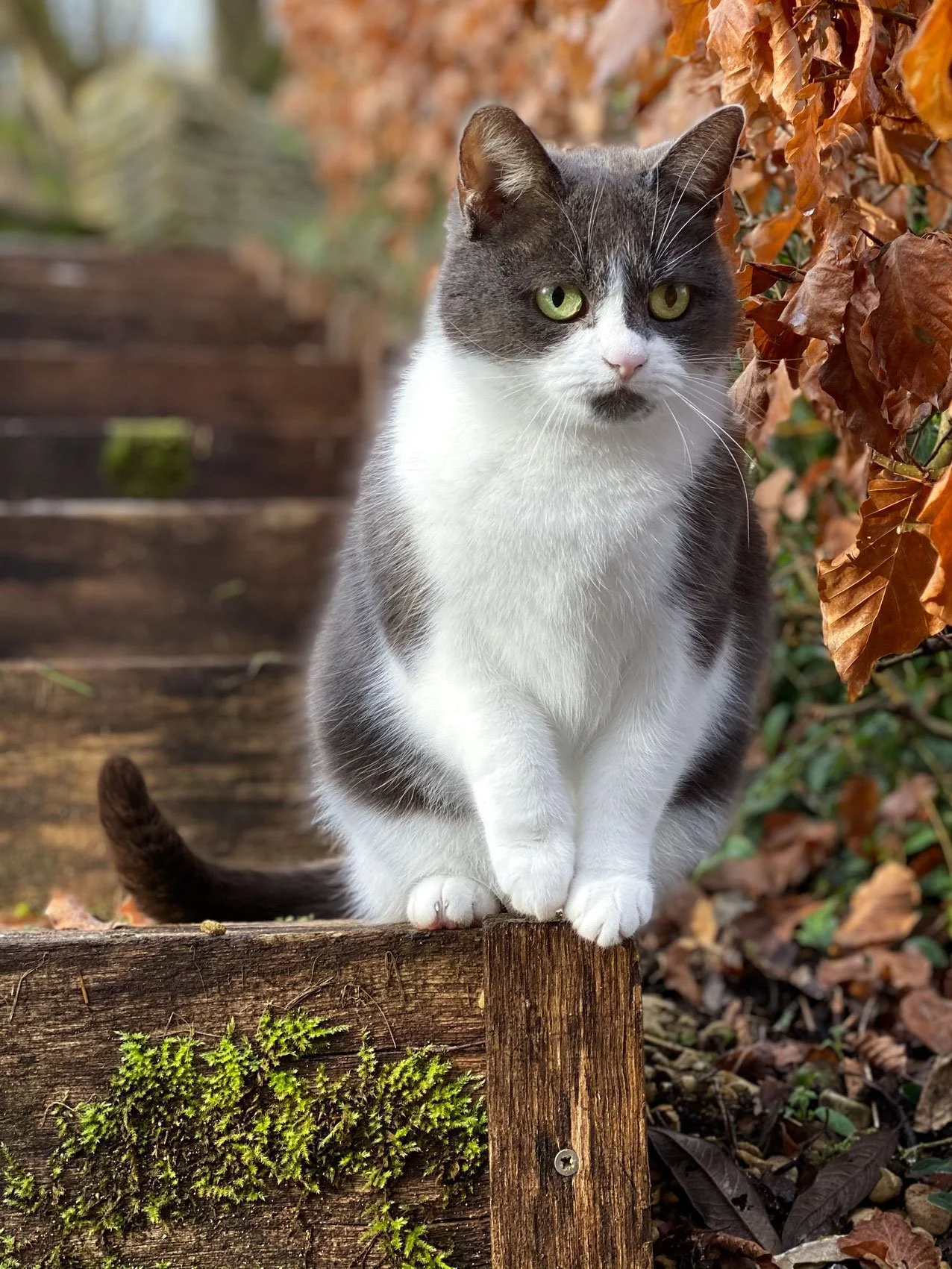A gray and white cat with green eyes perched on a wooden post outdoors among autumn leaves.