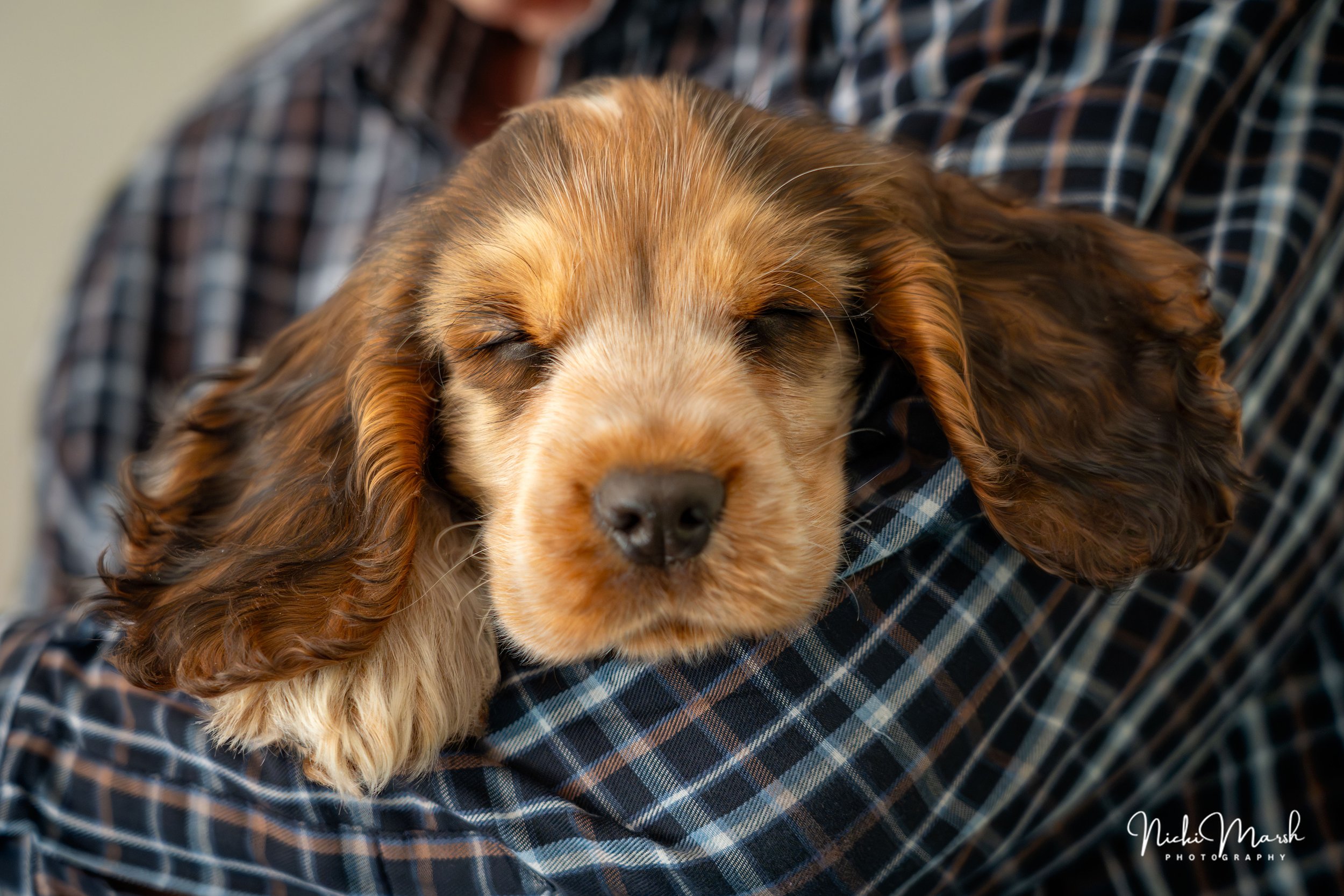 A person holding a sleeping brown and white spaniel puppy with curly ears, wearing a black, blue, and white plaid shirt.