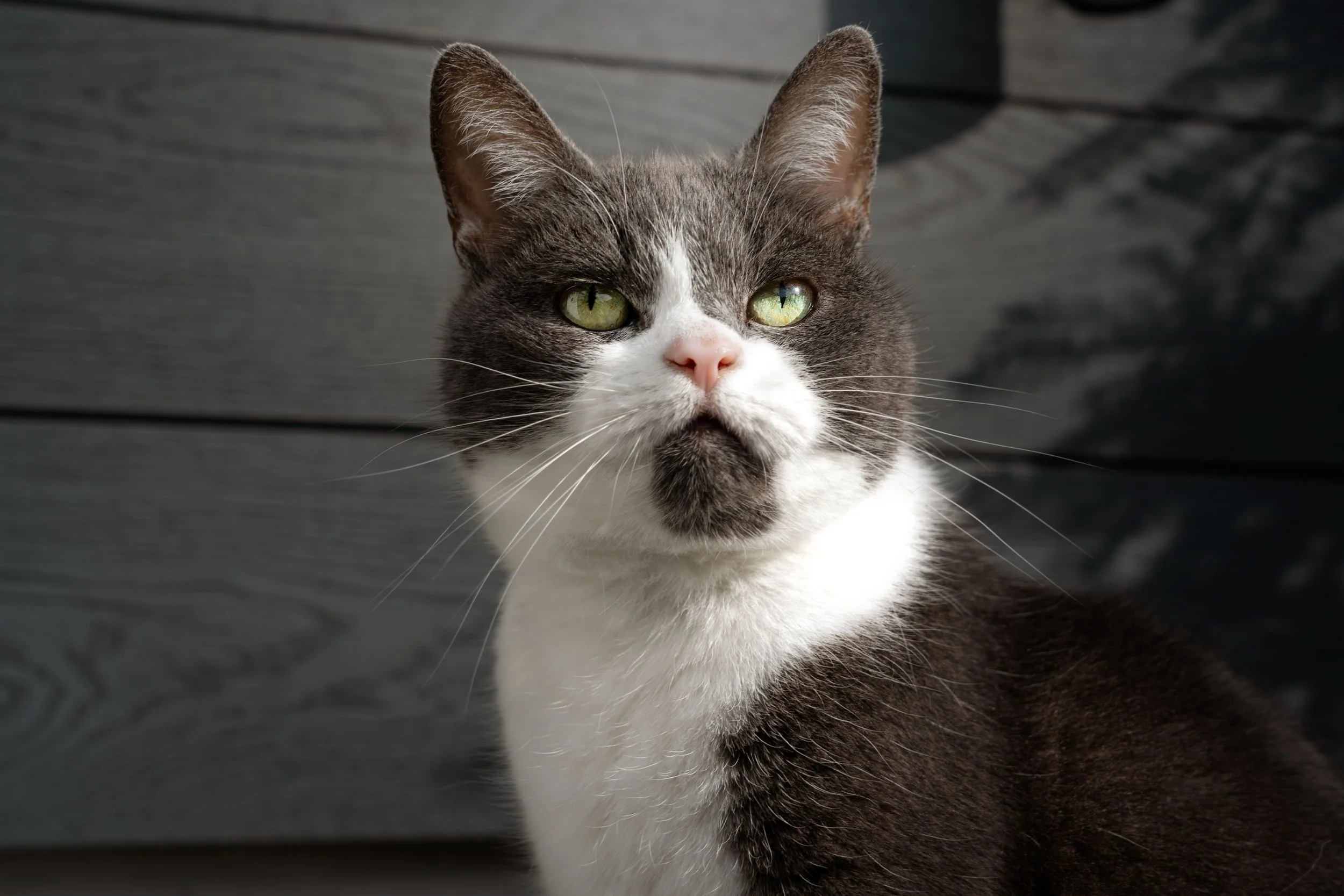 Close-up of a gray and white cat with green eyes, sitting outdoors in front of a dark gray wooden background.