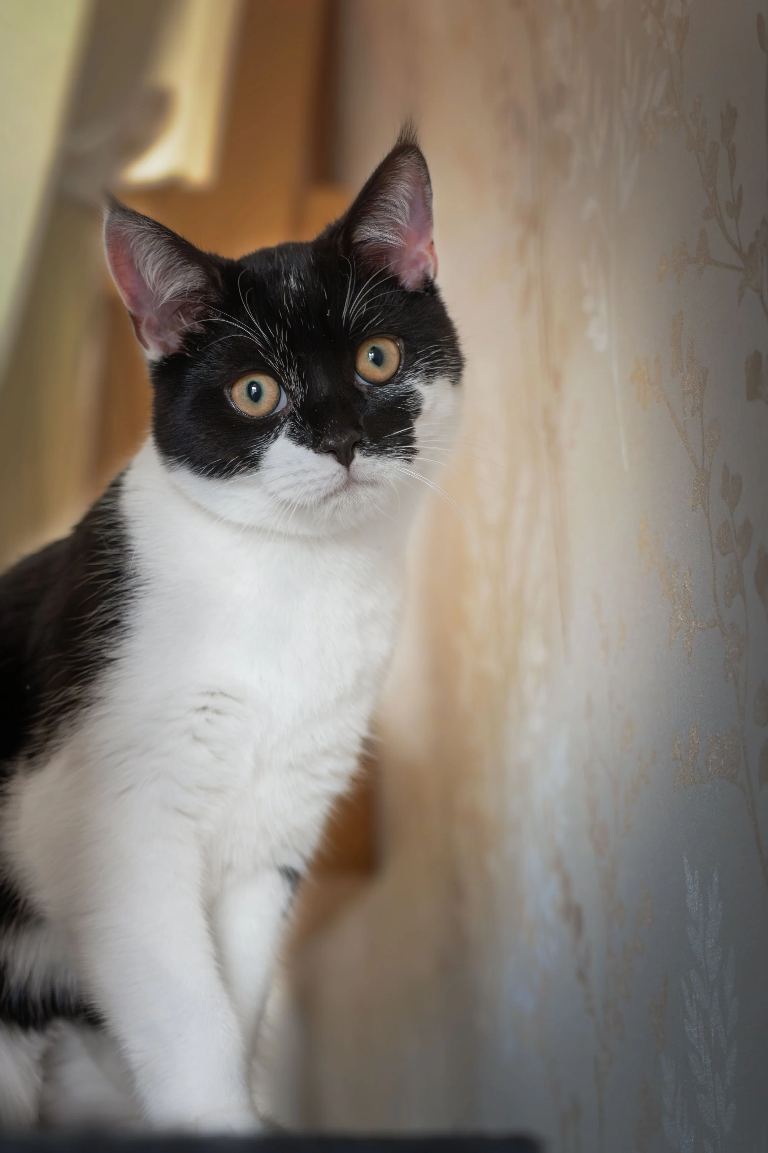 Close-up of a black and white cat with green eyes, sitting indoors against a pale wall with a floral pattern, looking attentively to the side.