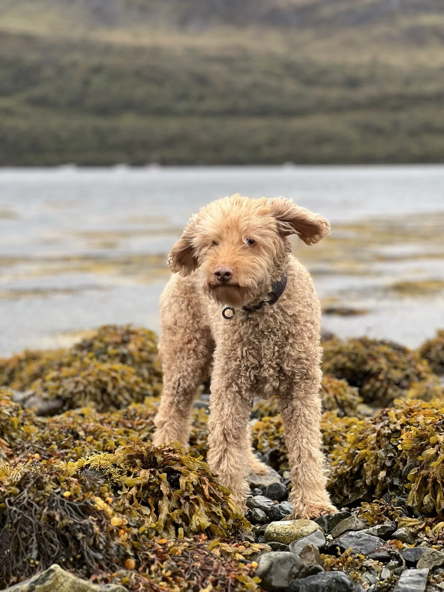 A tan curly-haired dog standing on a rocky and seaweed-covered beach with a body of water and hills in the background.