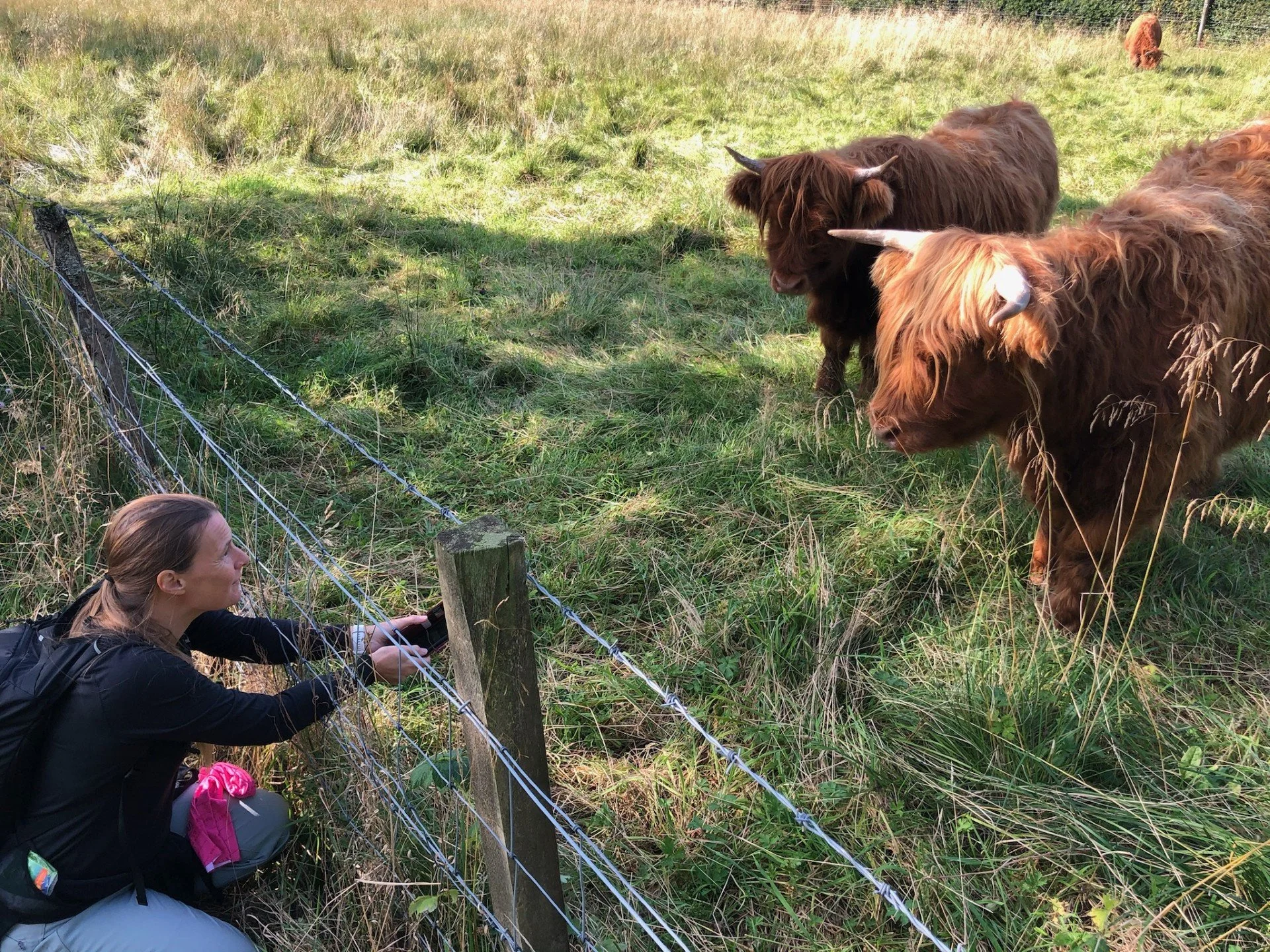 A woman interacting with Highland cattle through a barbed wire fence in a grassy field.