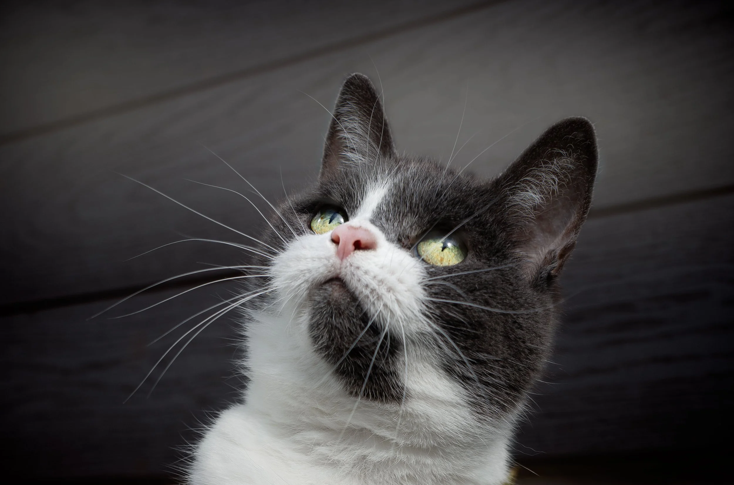 Close-up of a black and white cat with green eyes, looking upward against a dark background.