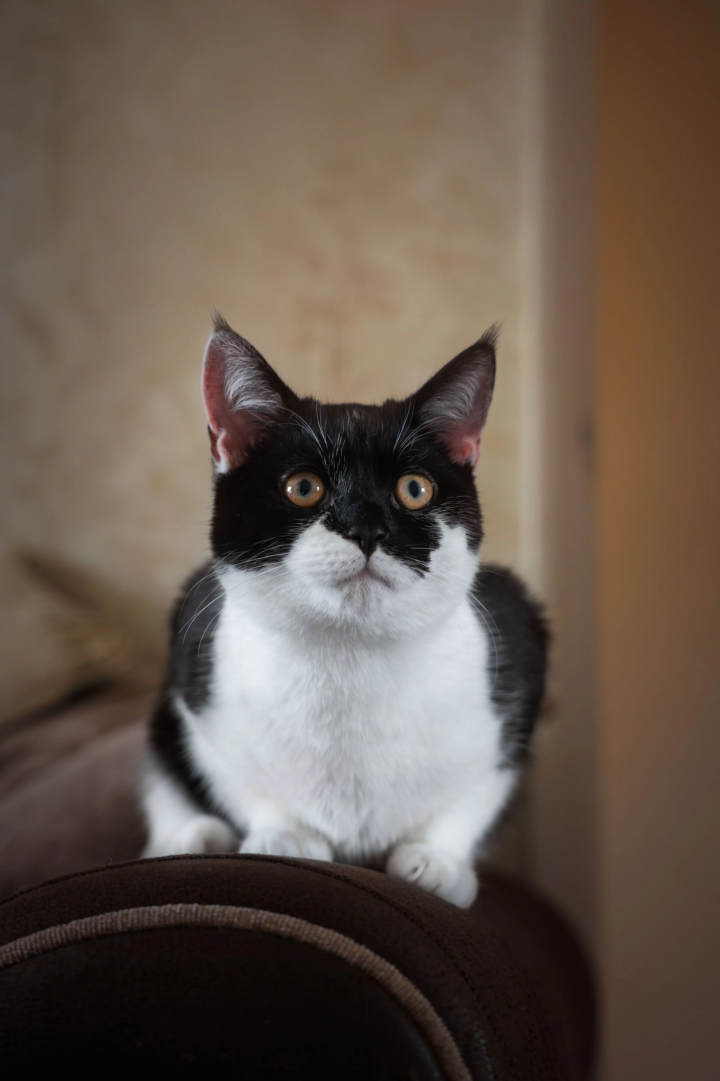Close-up of a black and white cat with yellow eyes, sitting indoors on a brown surface, looking directly at the camera.