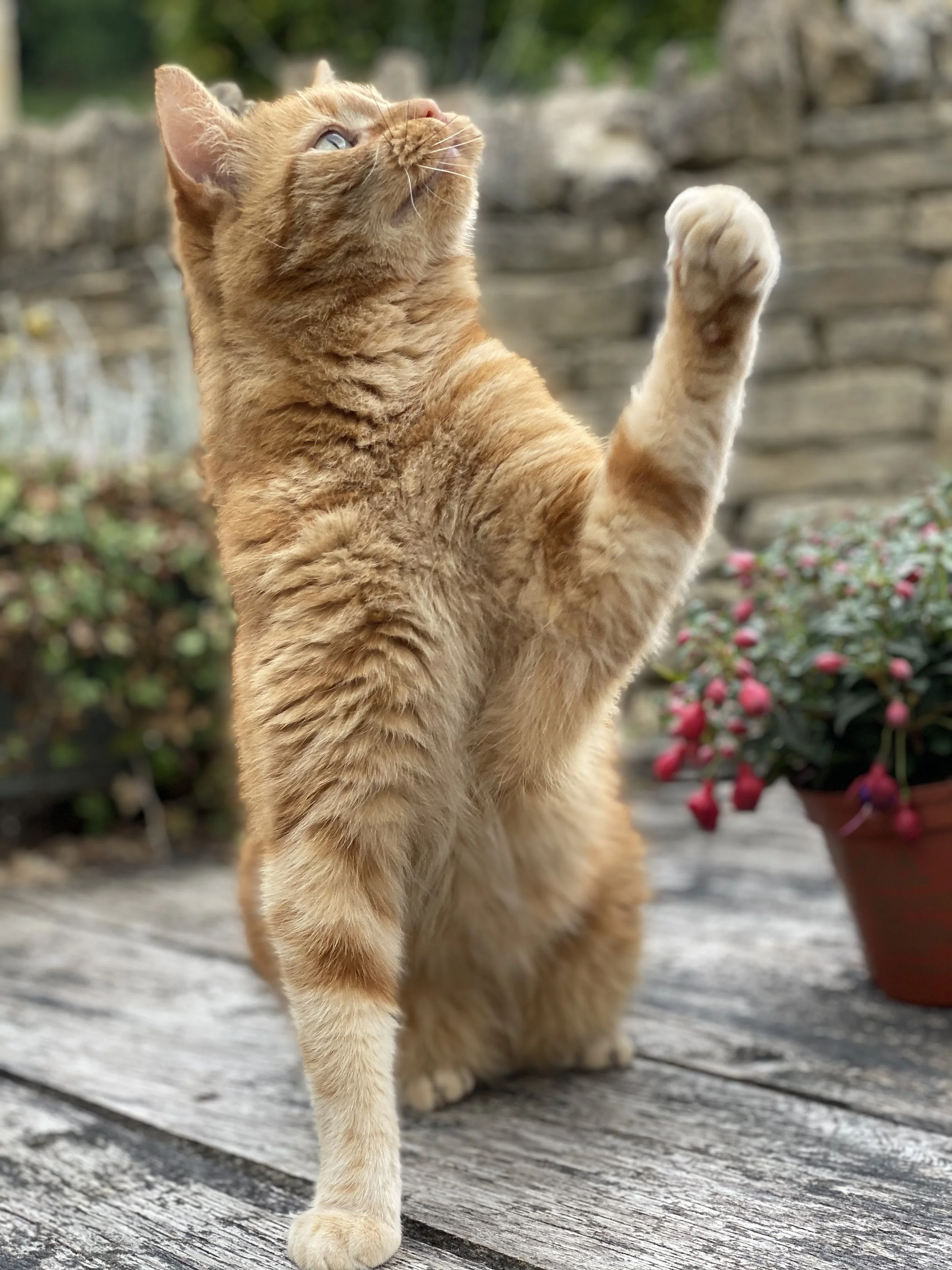 A ginger cat standing on a weathered wooden deck, looking upward with one paw raised, with potted plants and a stone wall in the background.