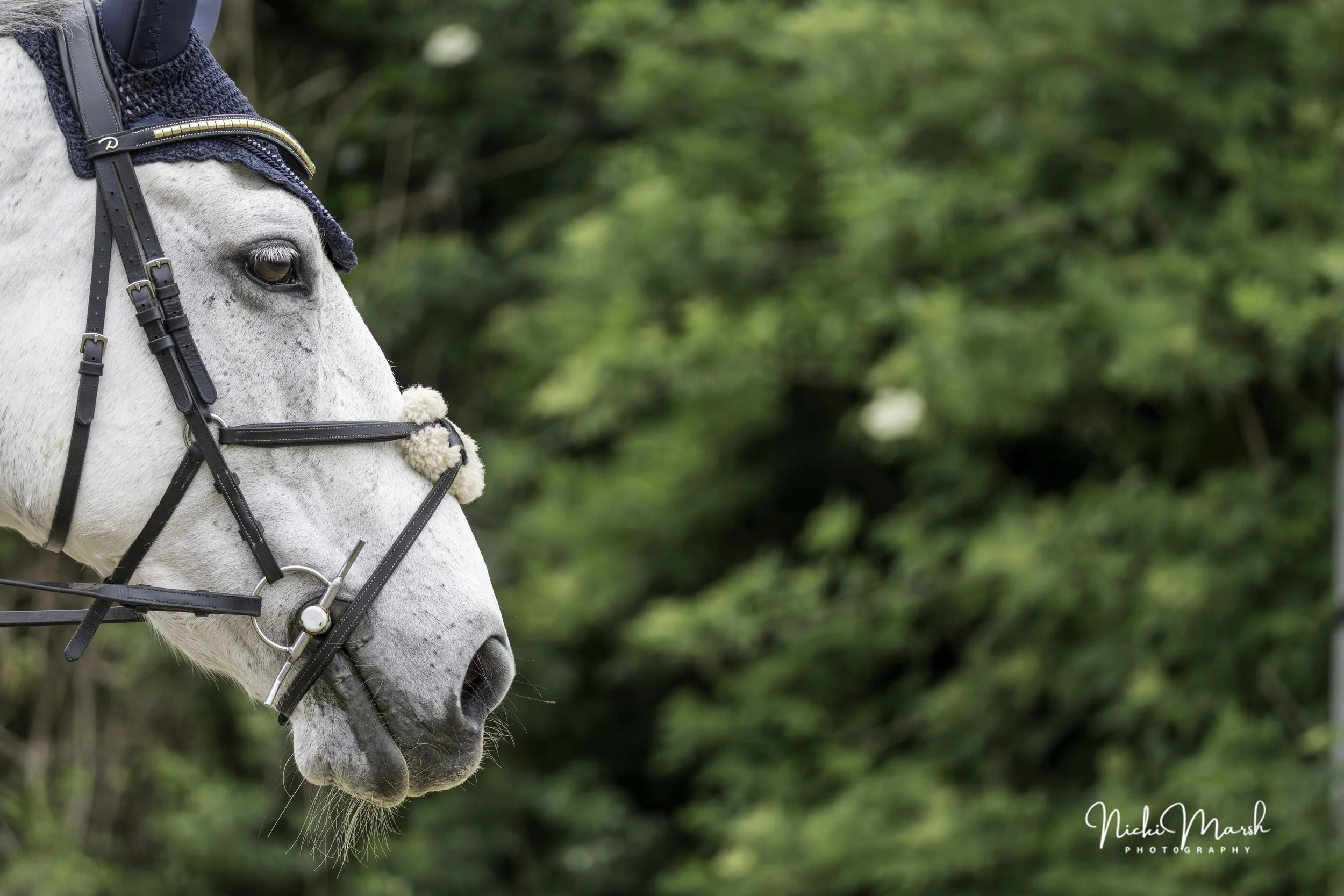 Close-up of a white horse's head with a black bridle, set against a blurred green natural background.