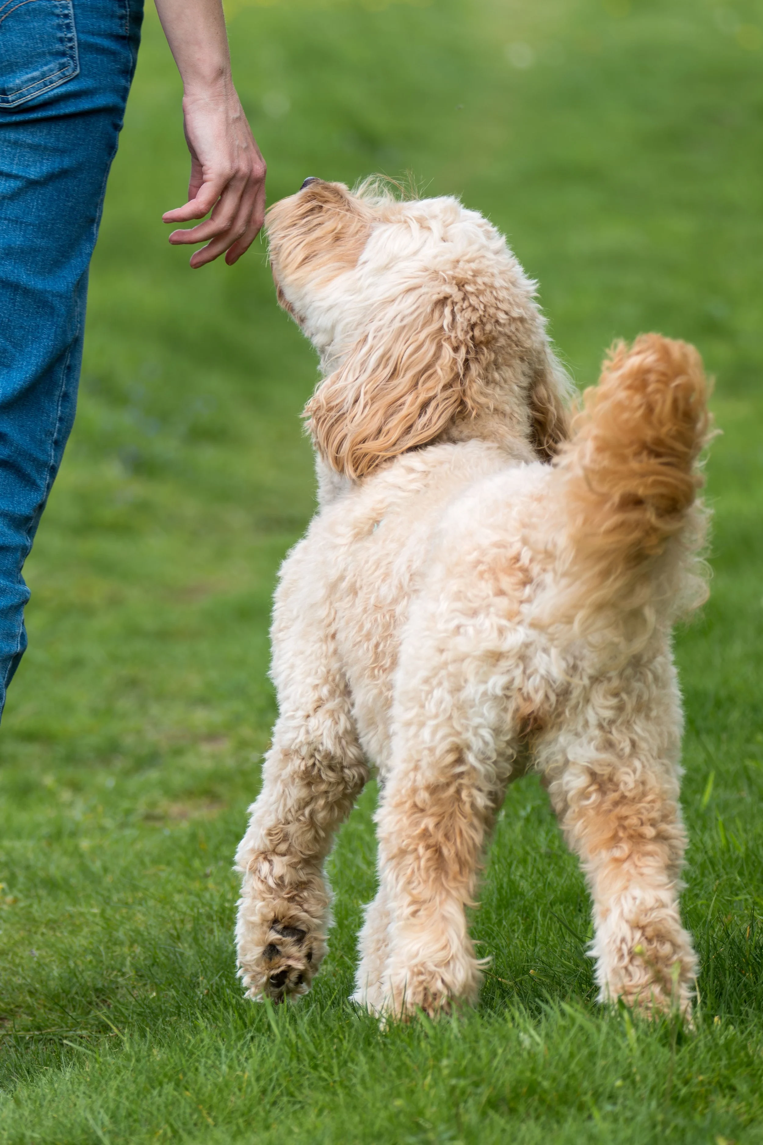 A person in jeans is walking a fluffy, light-colored dog on a grassy field. The dog is standing on its hind legs, reaching towards the person's hand.
