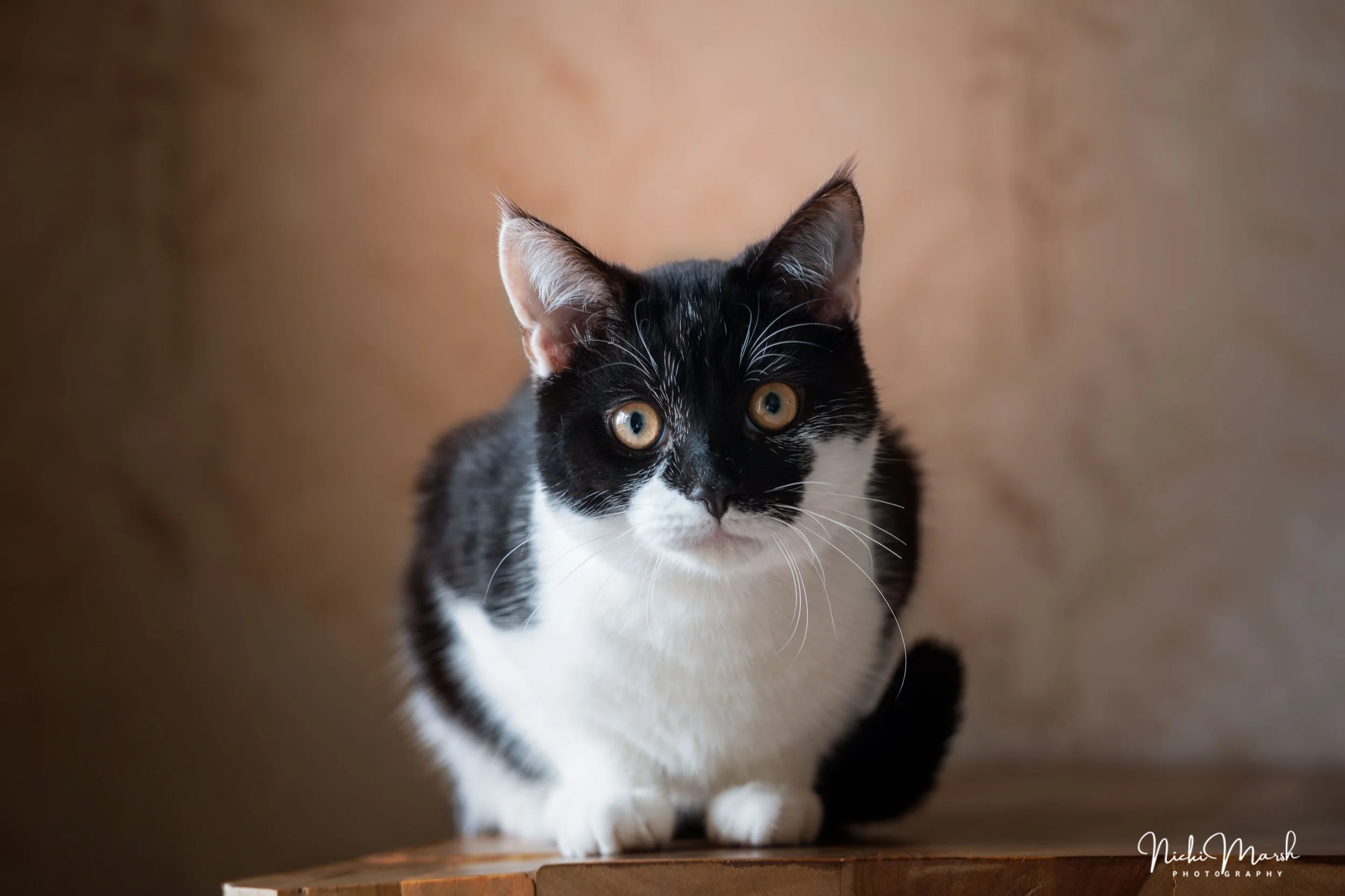 A black and white kitten with large, round, yellow eyes and pointed ears, peering over the edge of a wooden surface against a softly out-of-focus background.