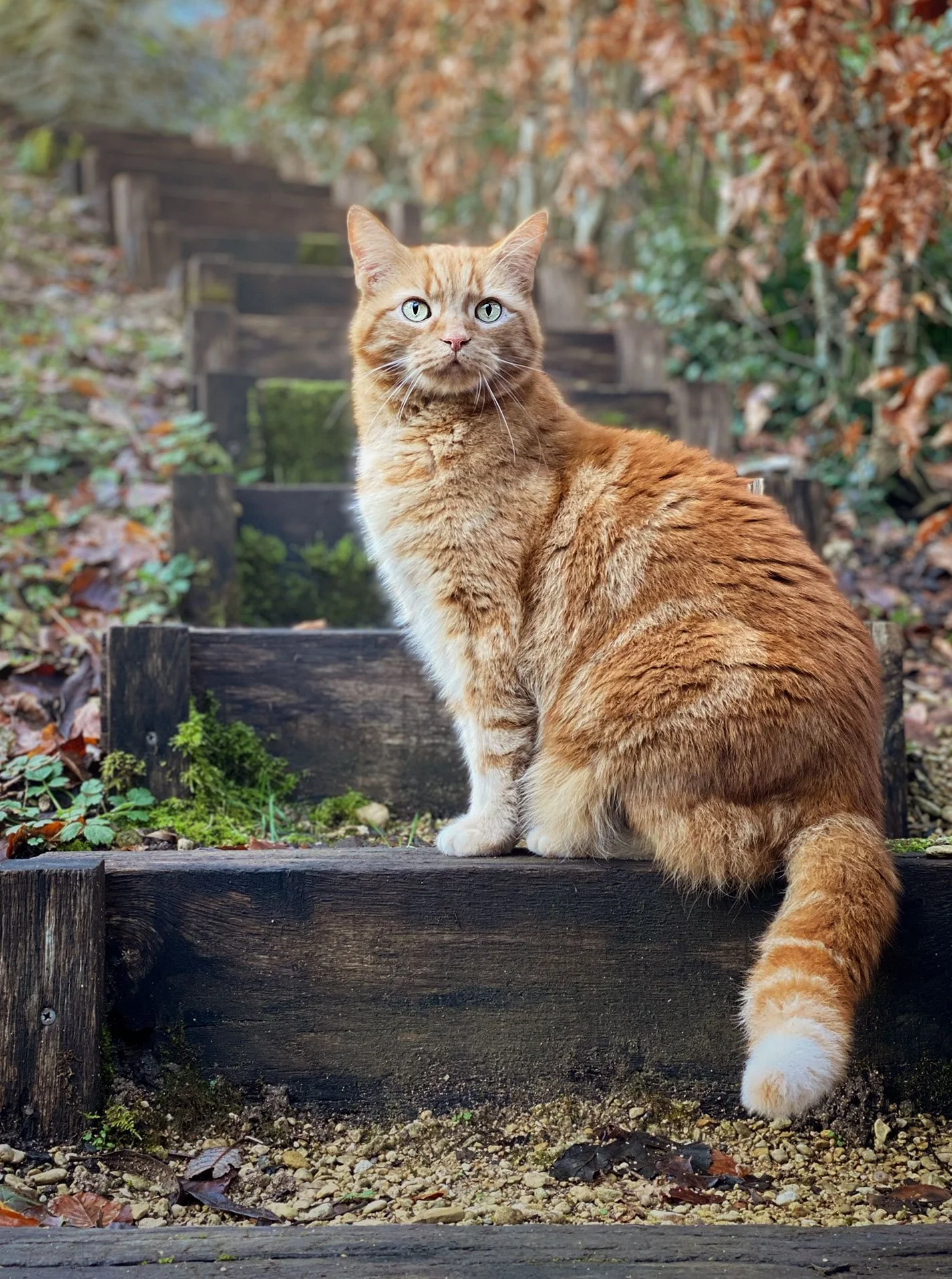 An orange tabby cat sitting on a wooden stairway outdoors surrounded by autumn leaves.