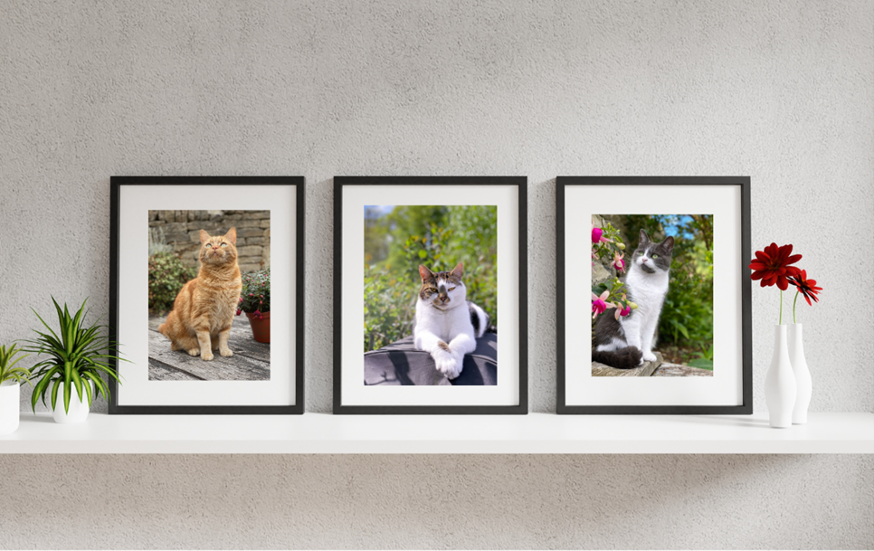 Three framed photos of cats on a white shelf, with two vases of flowers on each side of the frames.