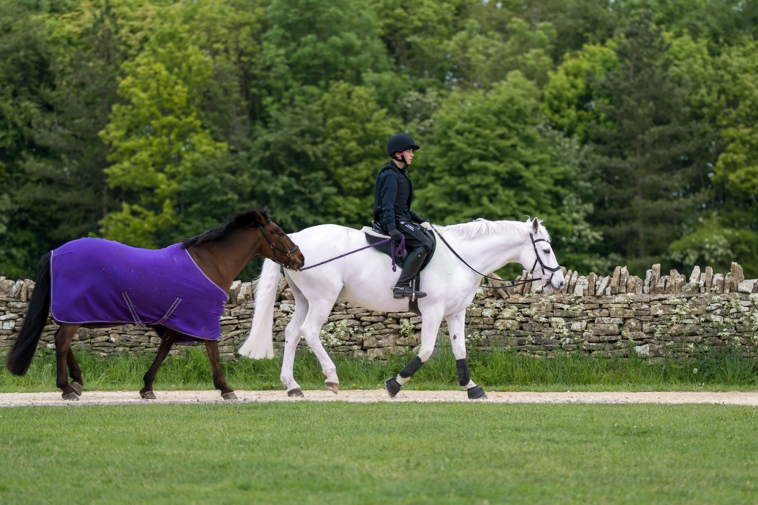 A rider wearing black riding gear and a helmet is riding a white horse, accompanied by a smaller brown horse wearing a purple blanket, outdoors with a stone wall and green trees in the background.