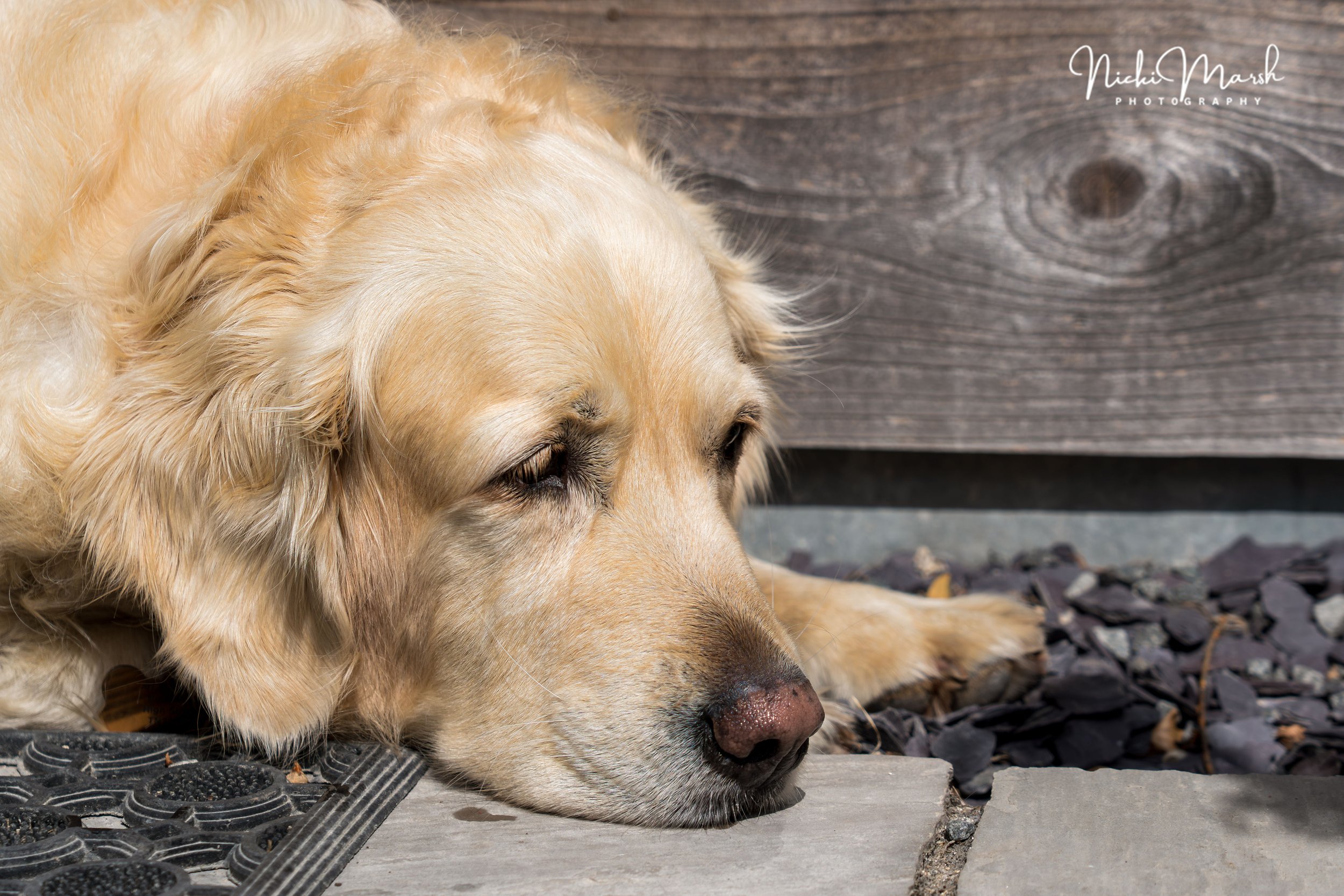 Golden retriever dog lying down on a concrete surface with its eyes closed, resting its head on the ground, near a wooden structure.