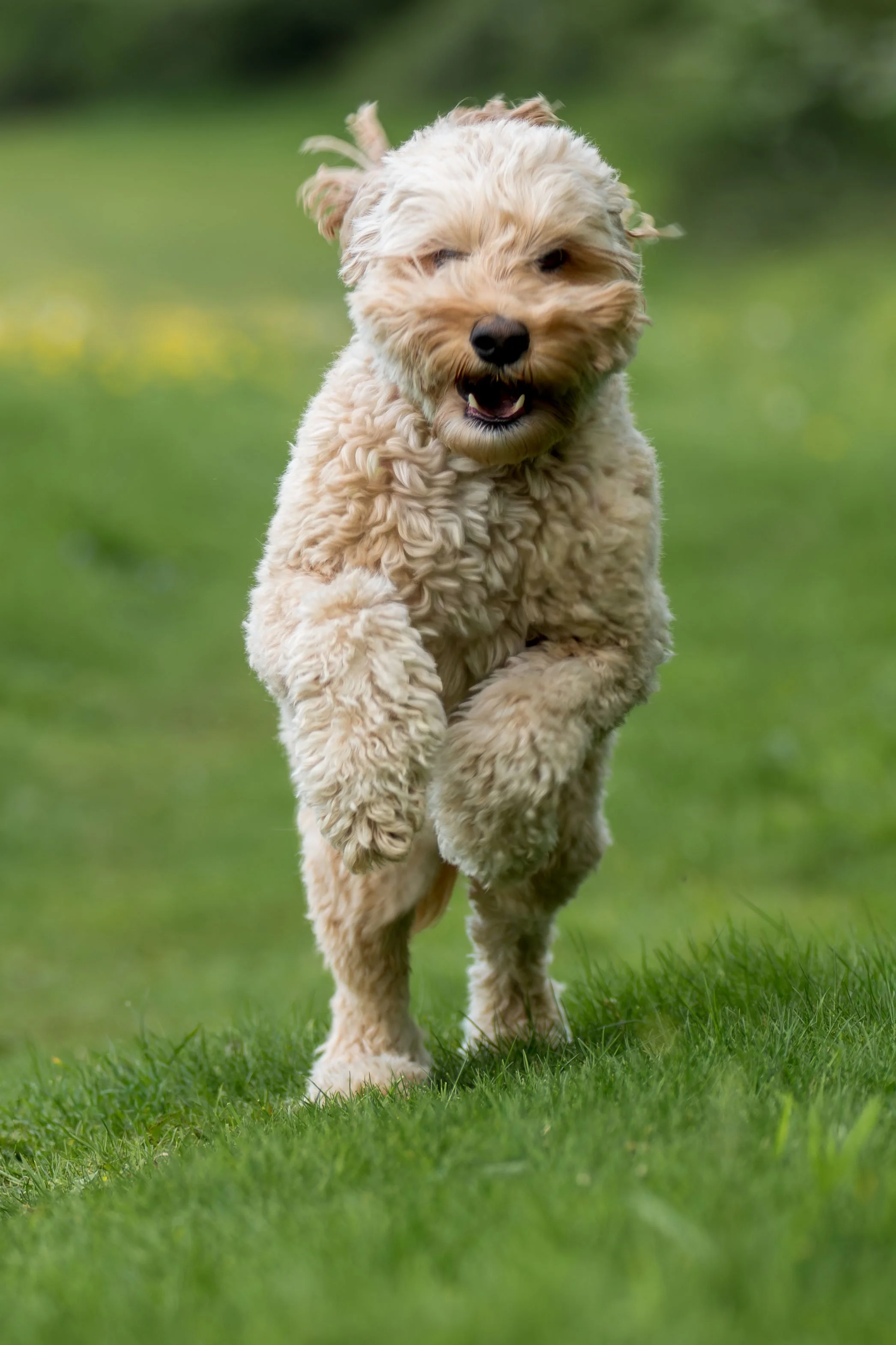 A fluffy beige dog running on grass with a playful expression.