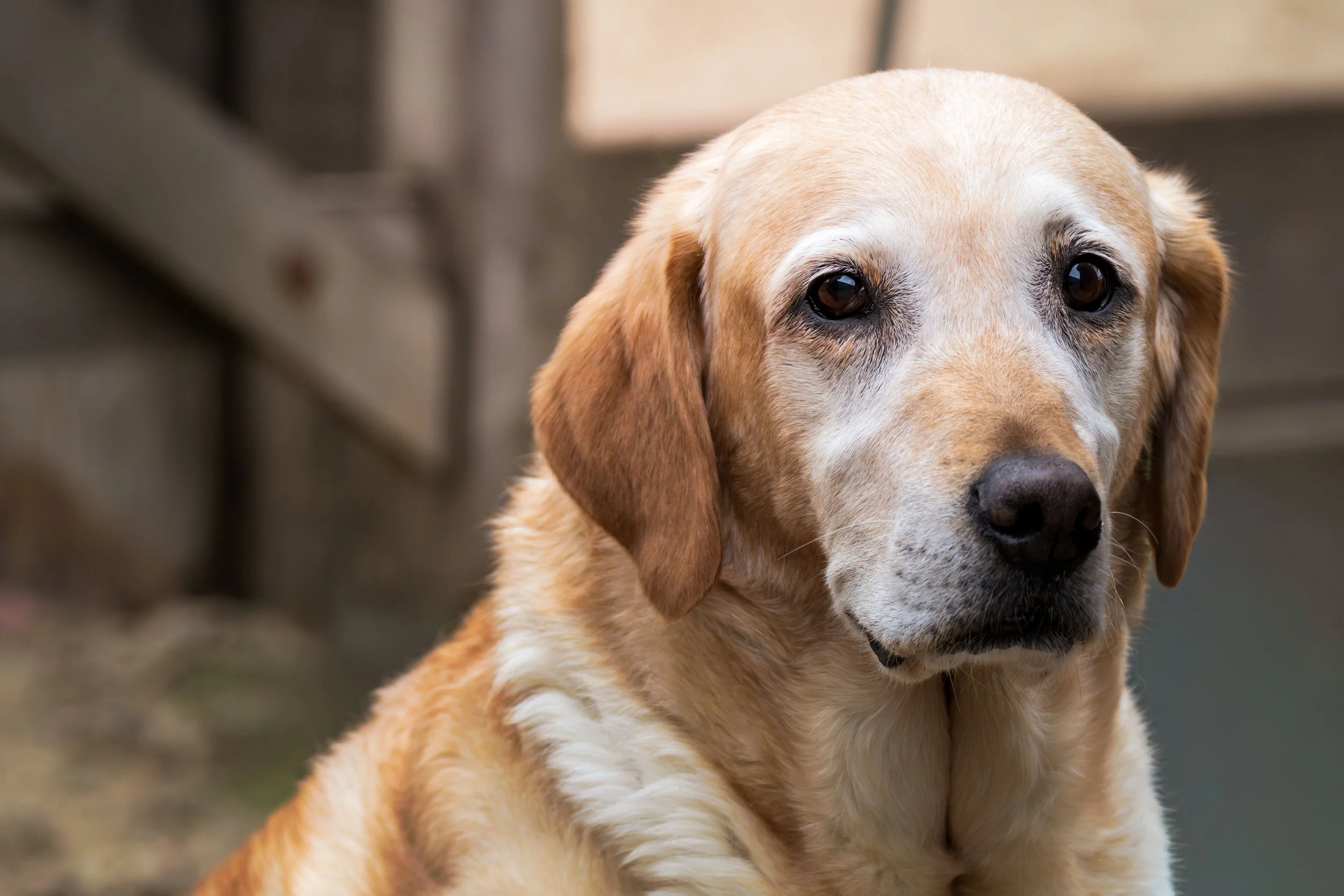 Close-up of a golden retriever puppy with soulful eyes and light fur, outdoors.