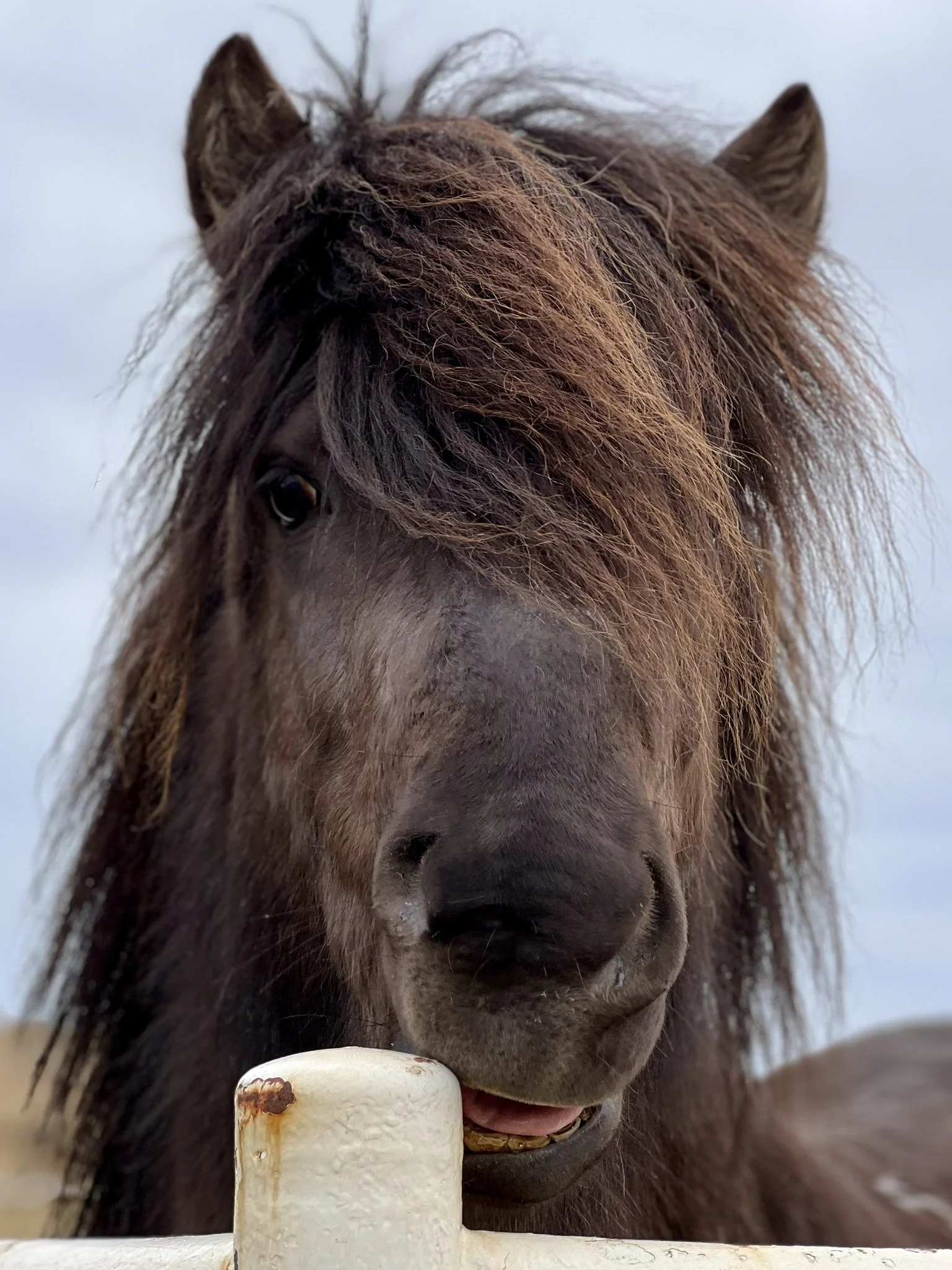 Close-up of a brown horse with a thick mane, holding a piece of white food in its mouth.