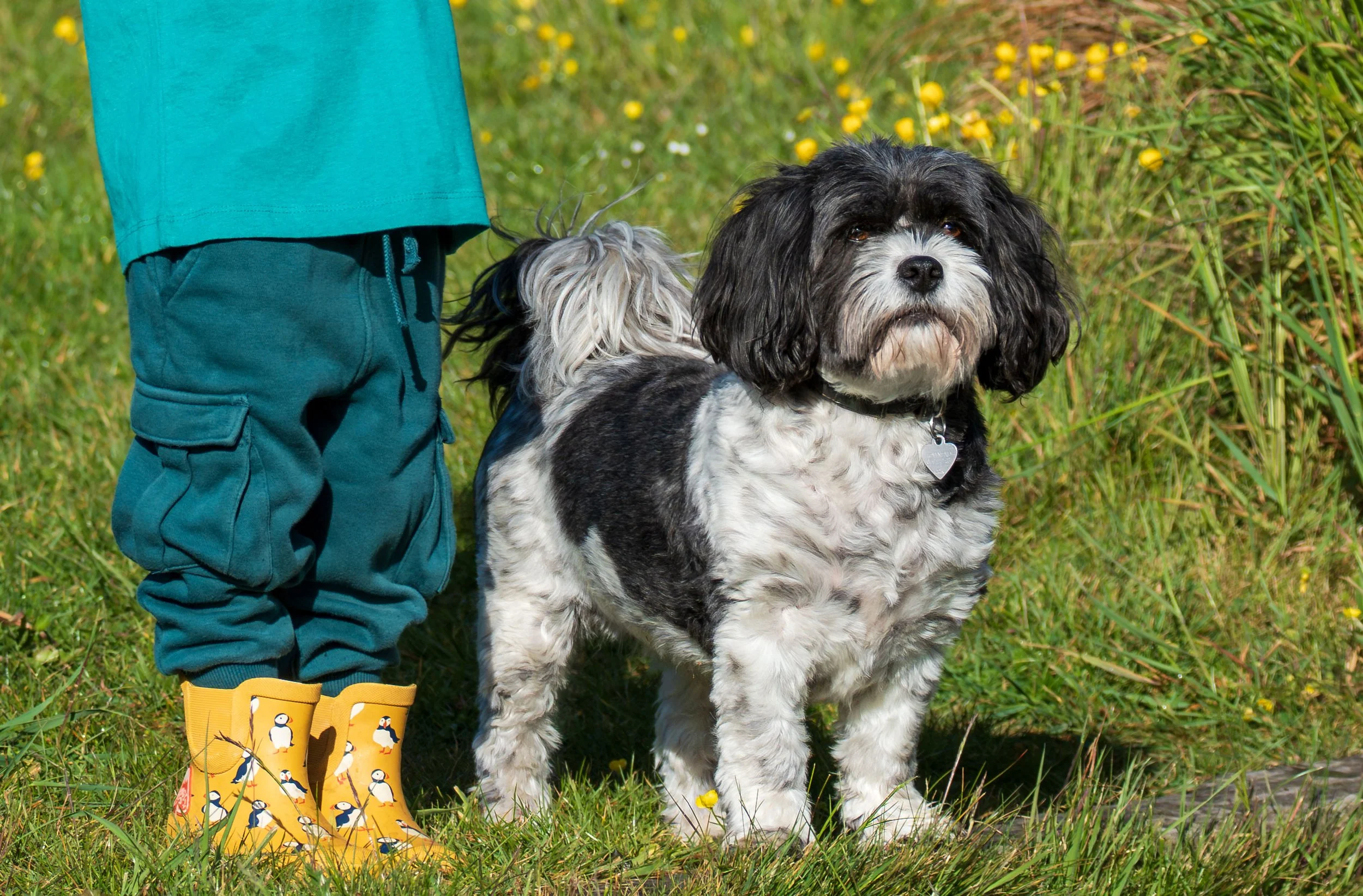 A young child in teal clothing and penguin rain boots standing outdoors on grass next to a black and white dog with floppy ears and a collar, in a field with yellow flowers.