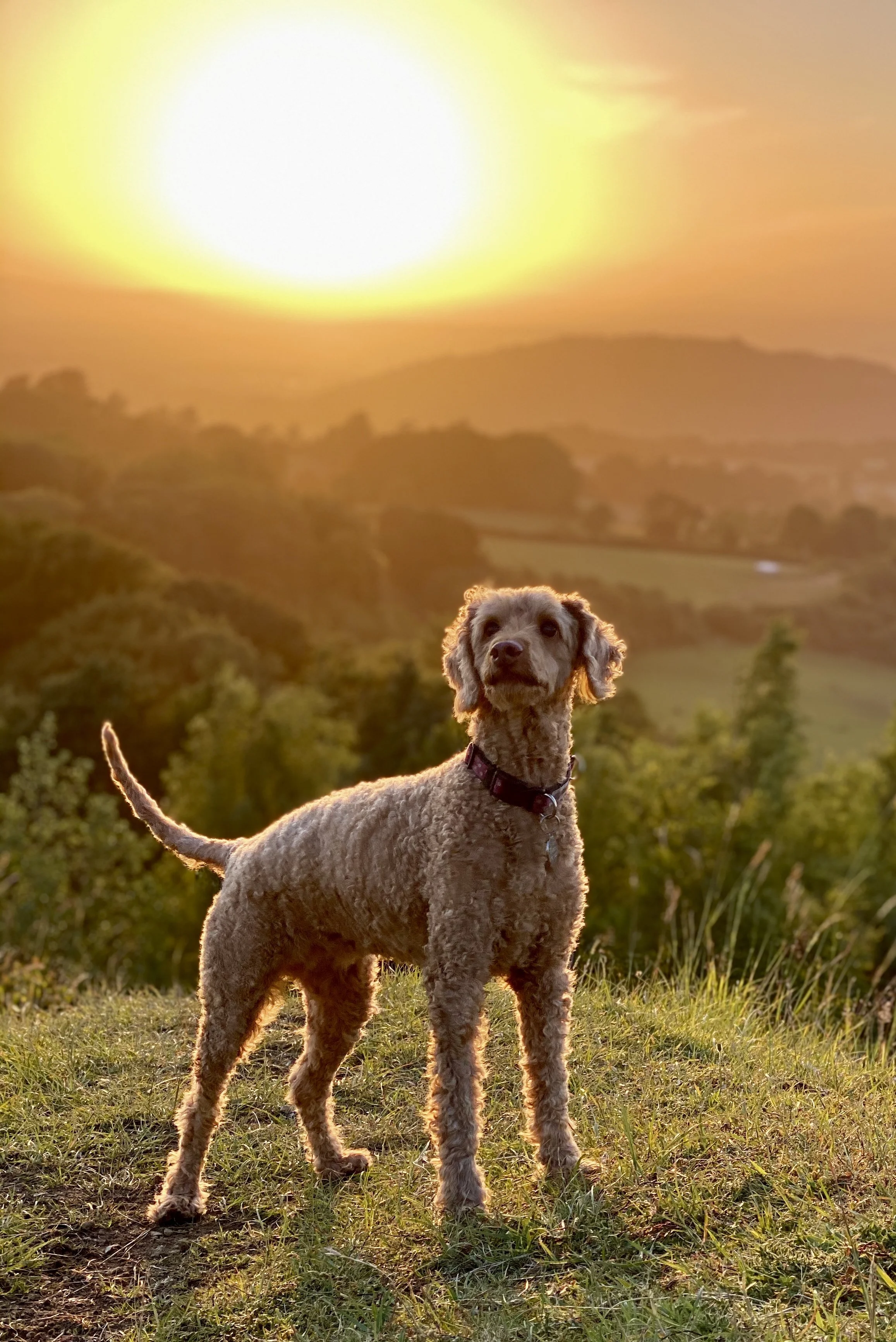A dog standing on a grassy hill at sunset with a large sun in the sky and distant hills in the background.